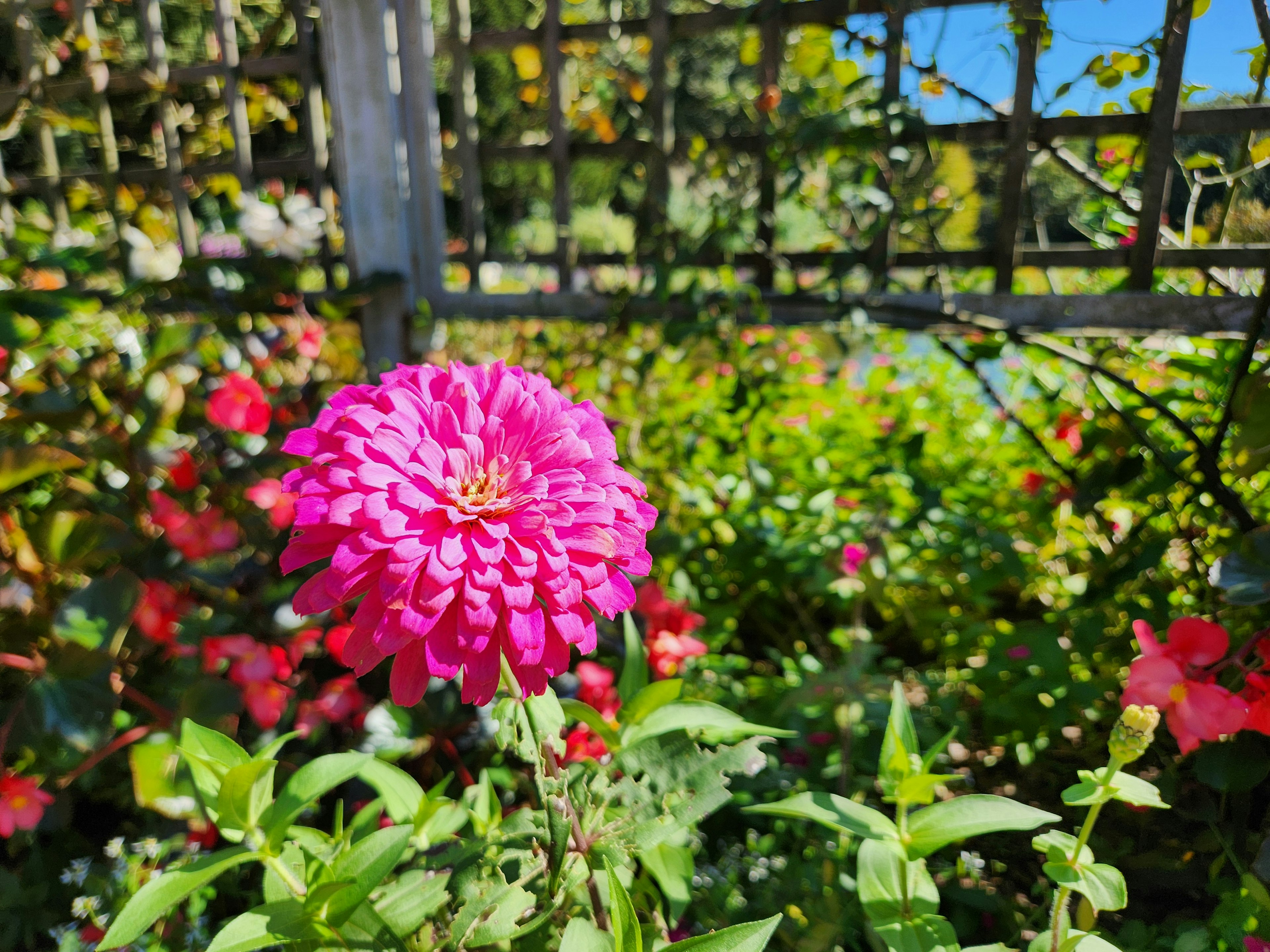 Une fleur rose vibrante fleurissant parmi des feuilles vertes avec une clôture en arrière-plan