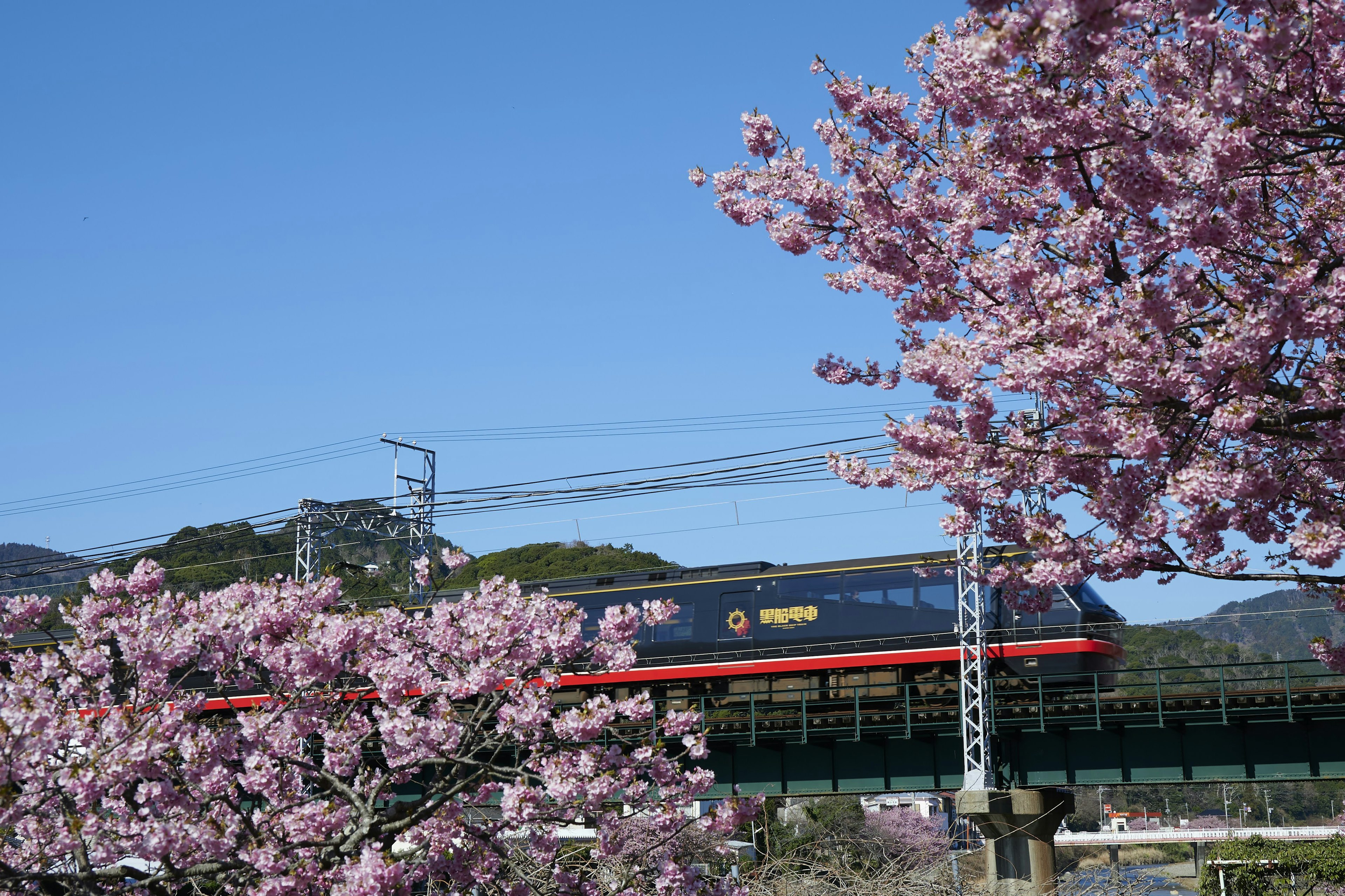 Zug fährt durch blühende Kirschbäume unter einem klaren blauen Himmel