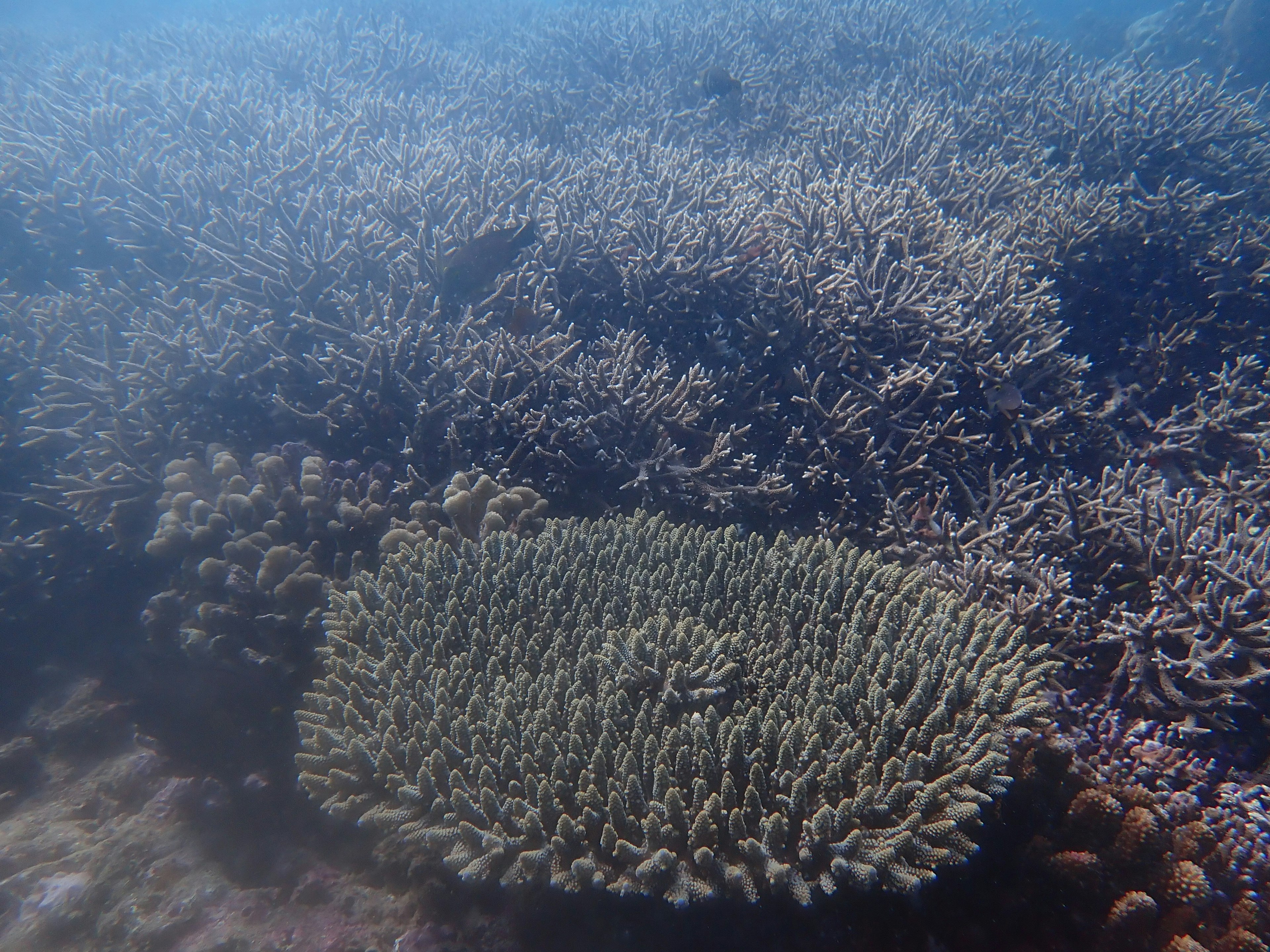 Underwater view of a coral reef with various coral formations