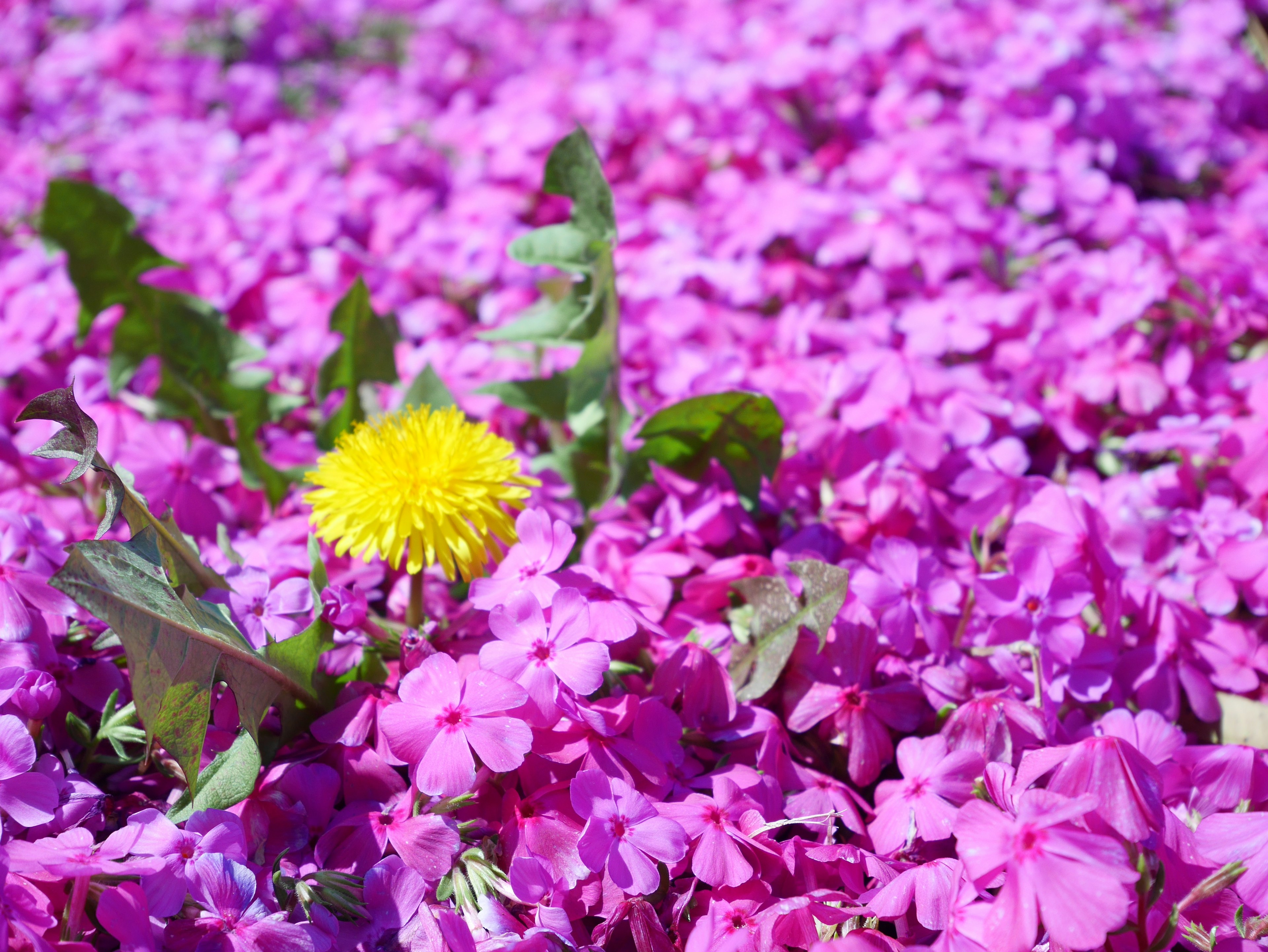 ดอกไม้สีชมพูสดใสพร้อมดอกแดนดิไลออนสีเหลืองที่โดดเด่นอยู่ตรงกลาง