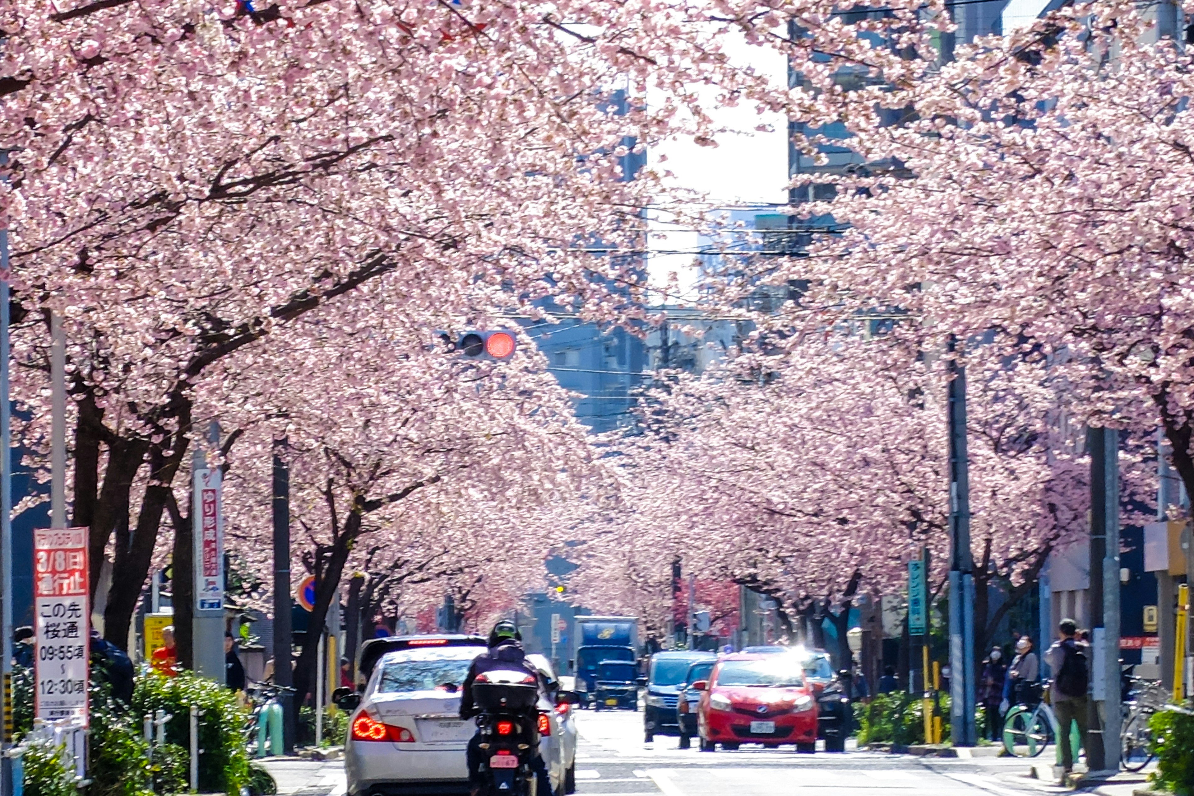 Alberi di ciliegio in fiore lungo una strada cittadina con veicoli