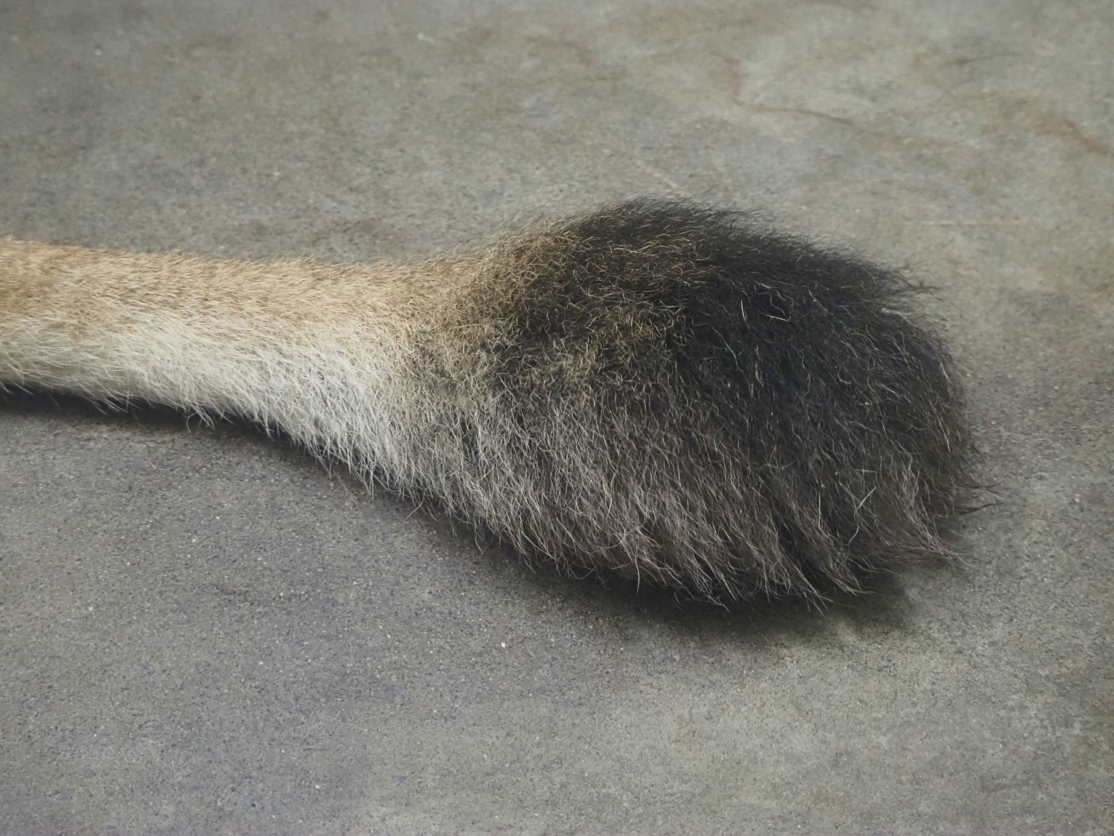 Close-up of an animal tail with a furry texture