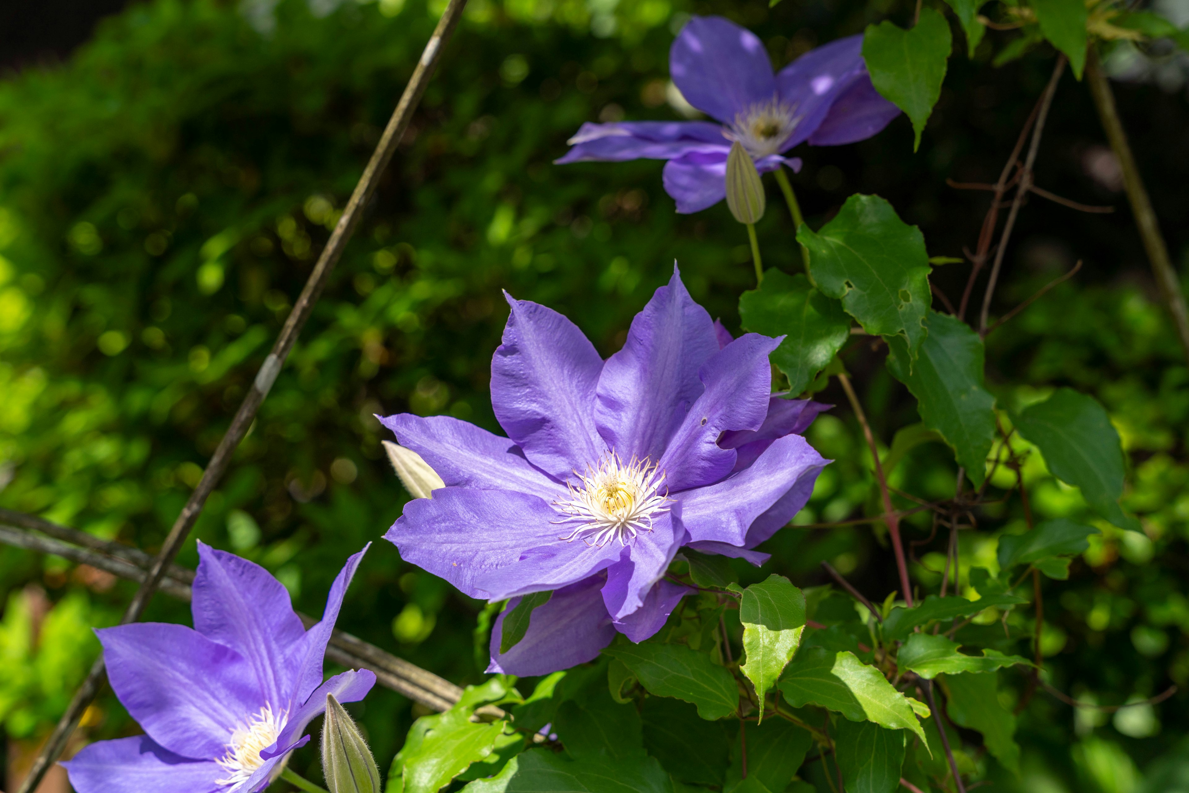 Vibrant purple clematis flowers with green leaves