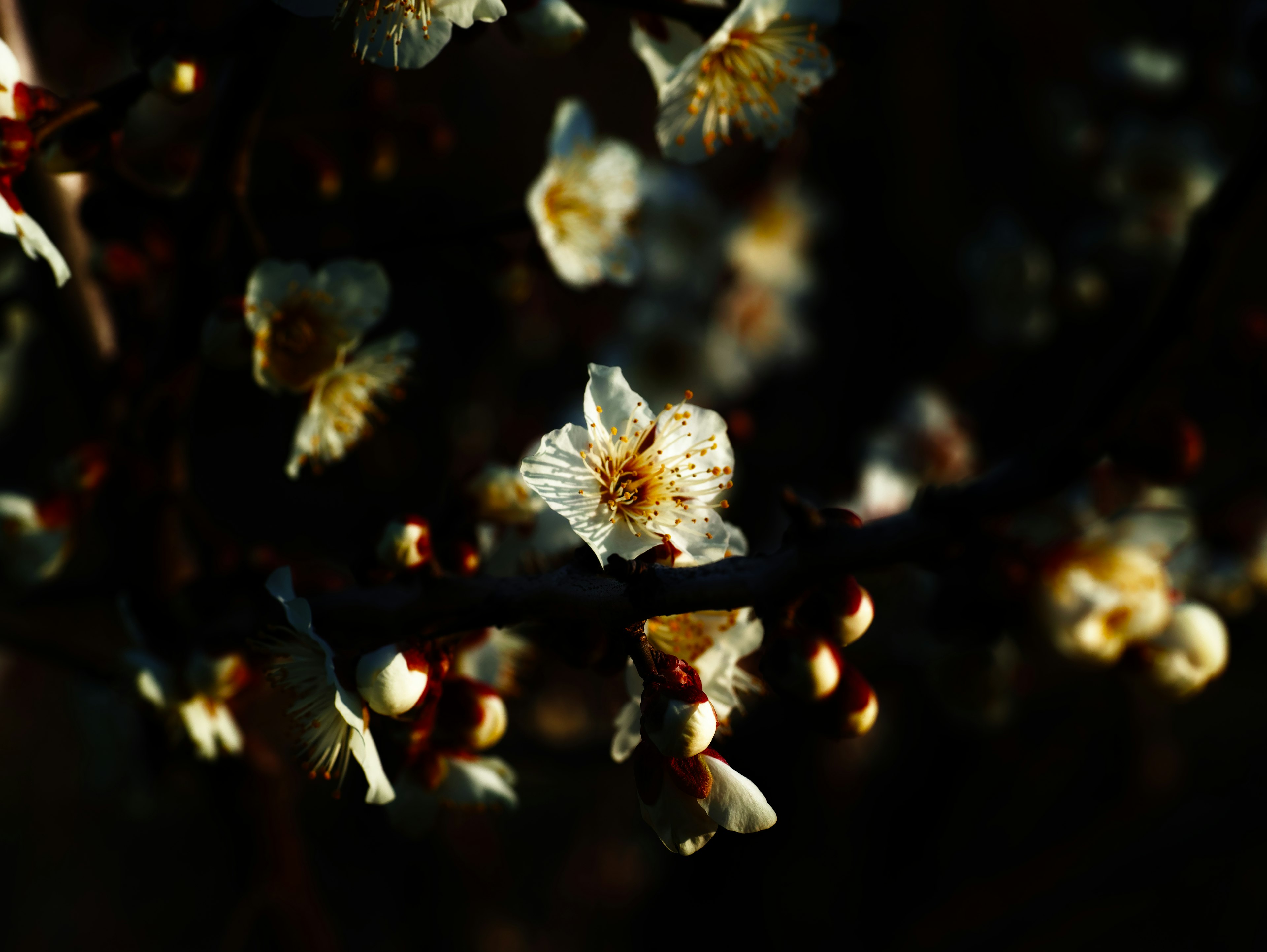 Close-up of white petals and buds against a dark background