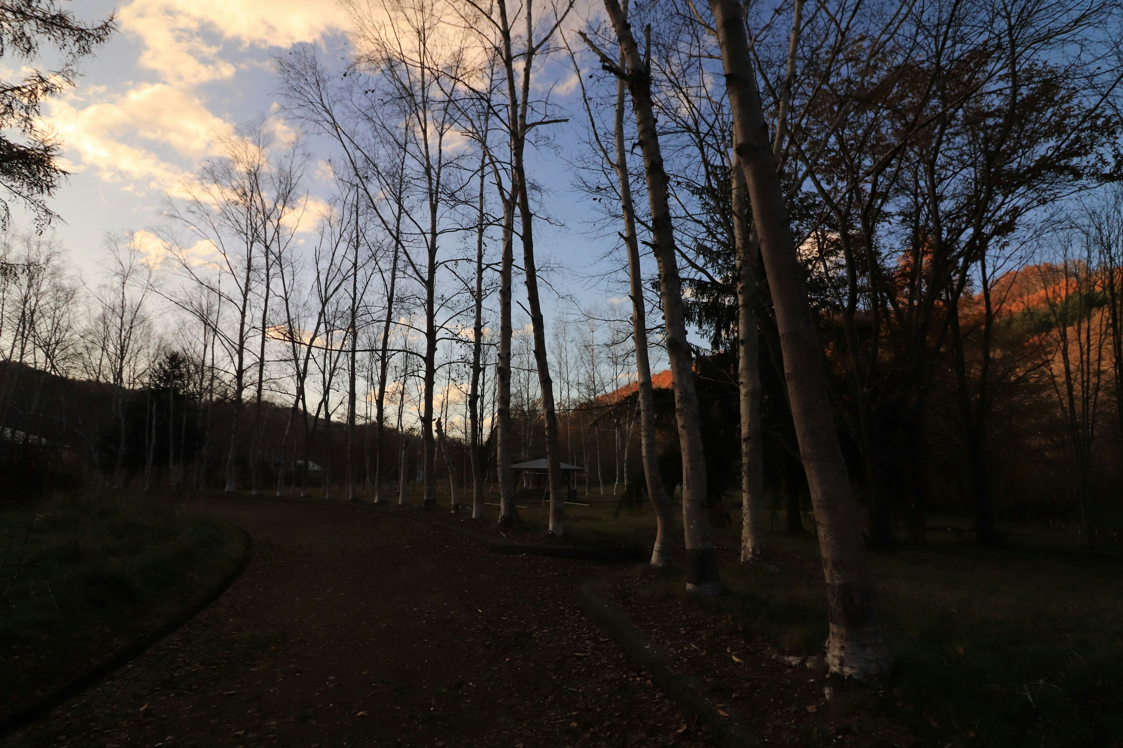 Thin trees silhouetted against a twilight sky