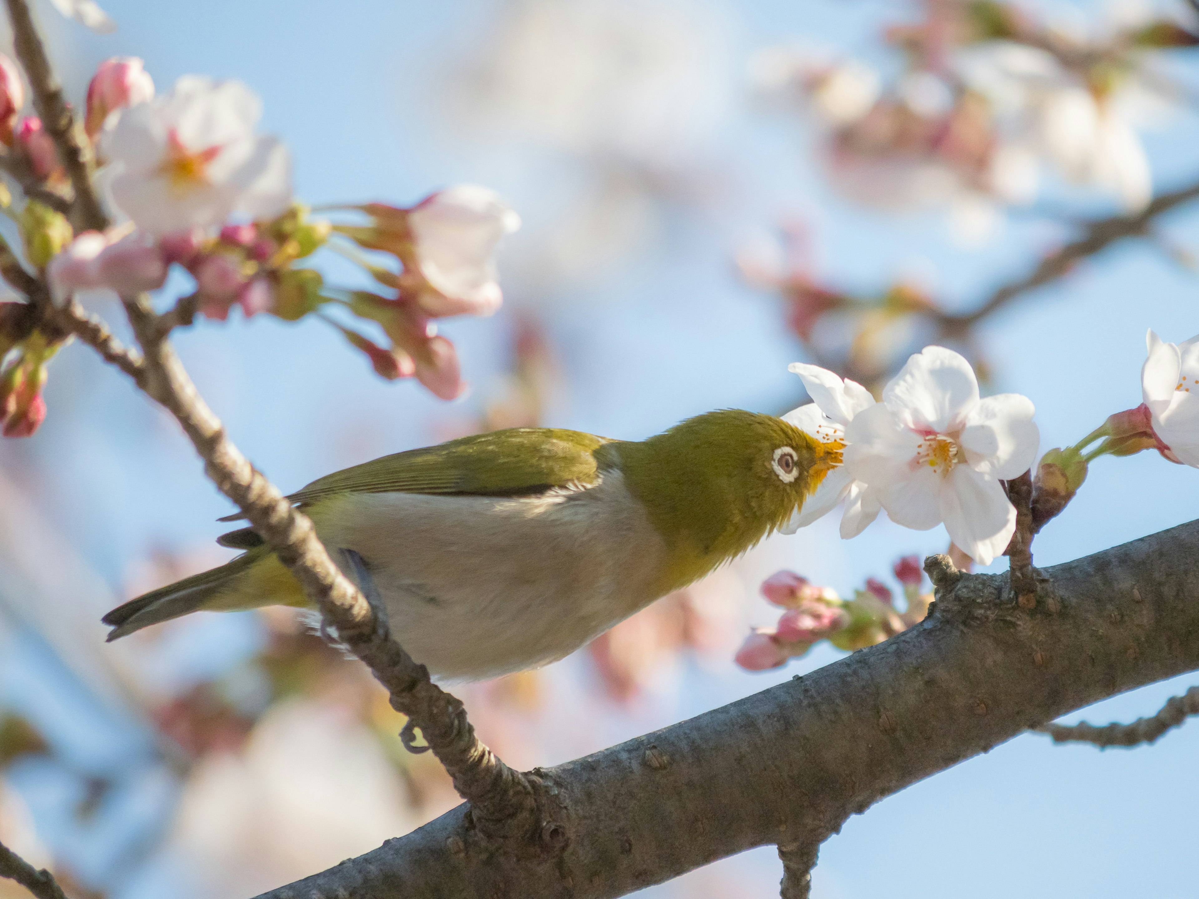 Ein grüner Vogel auf Kirschblüten