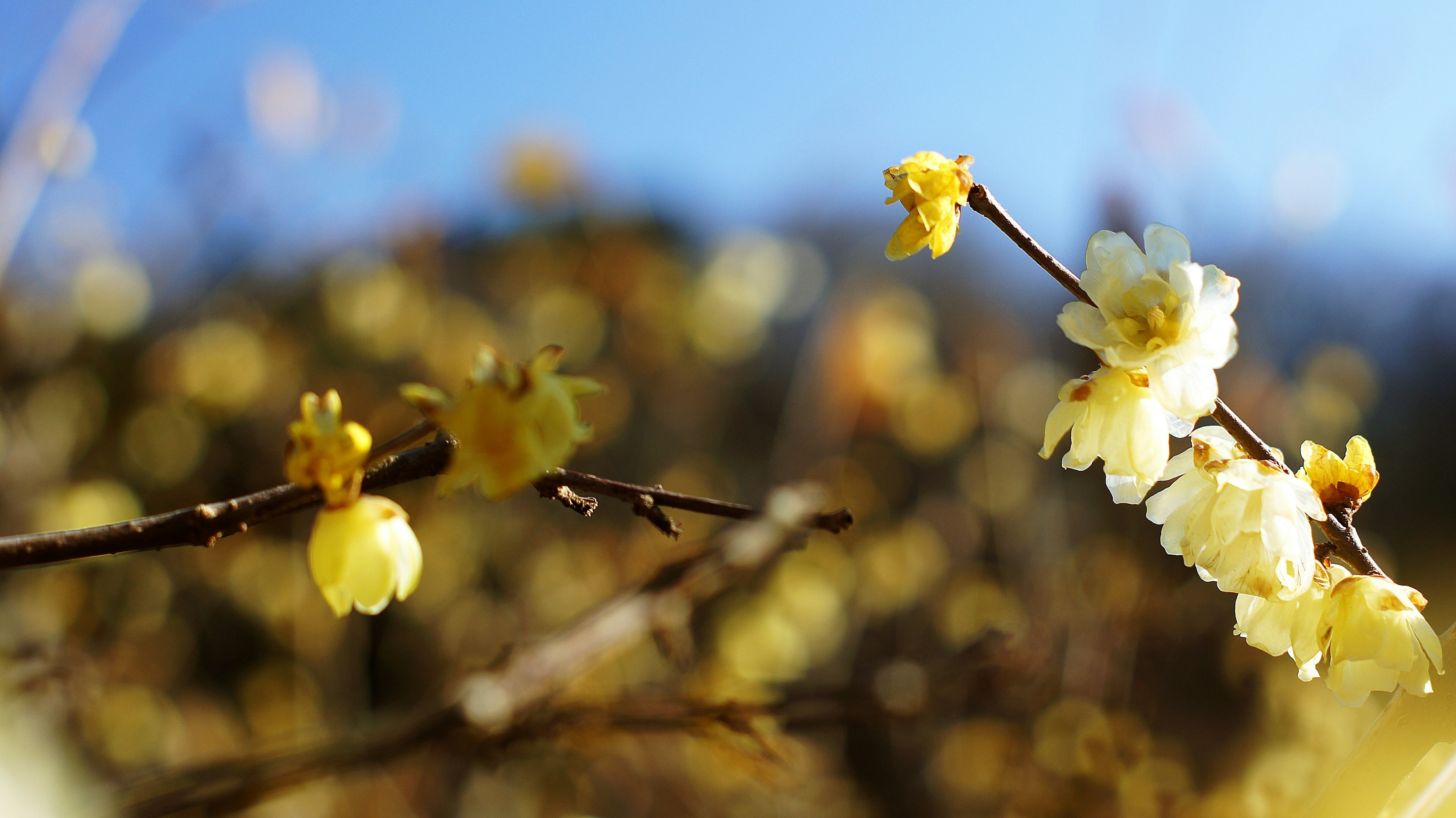 Branches avec des fleurs jaunes sur fond de ciel bleu