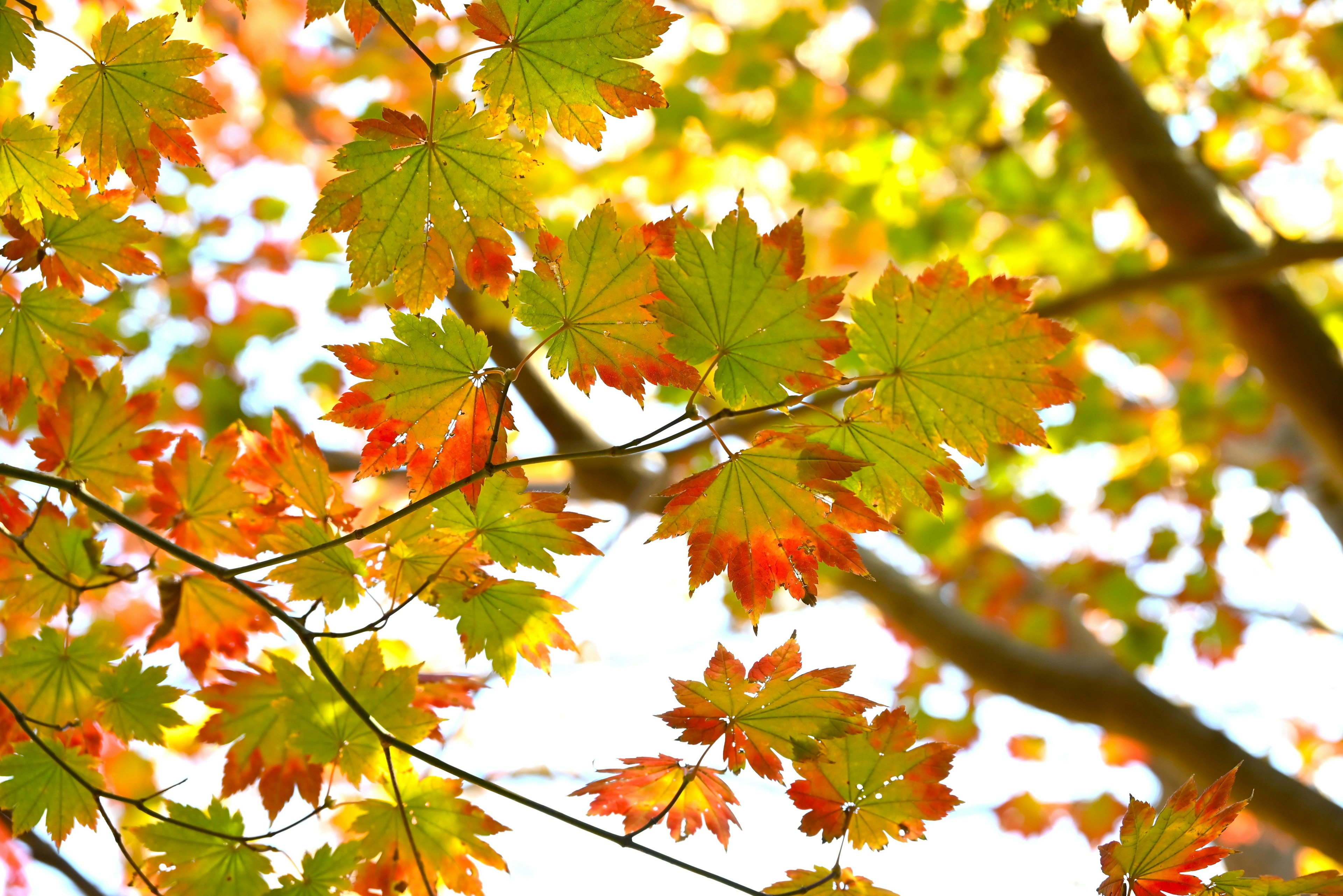 Bunte Blätter, die im Sonnenlicht in einer herbstlichen Umgebung leuchten