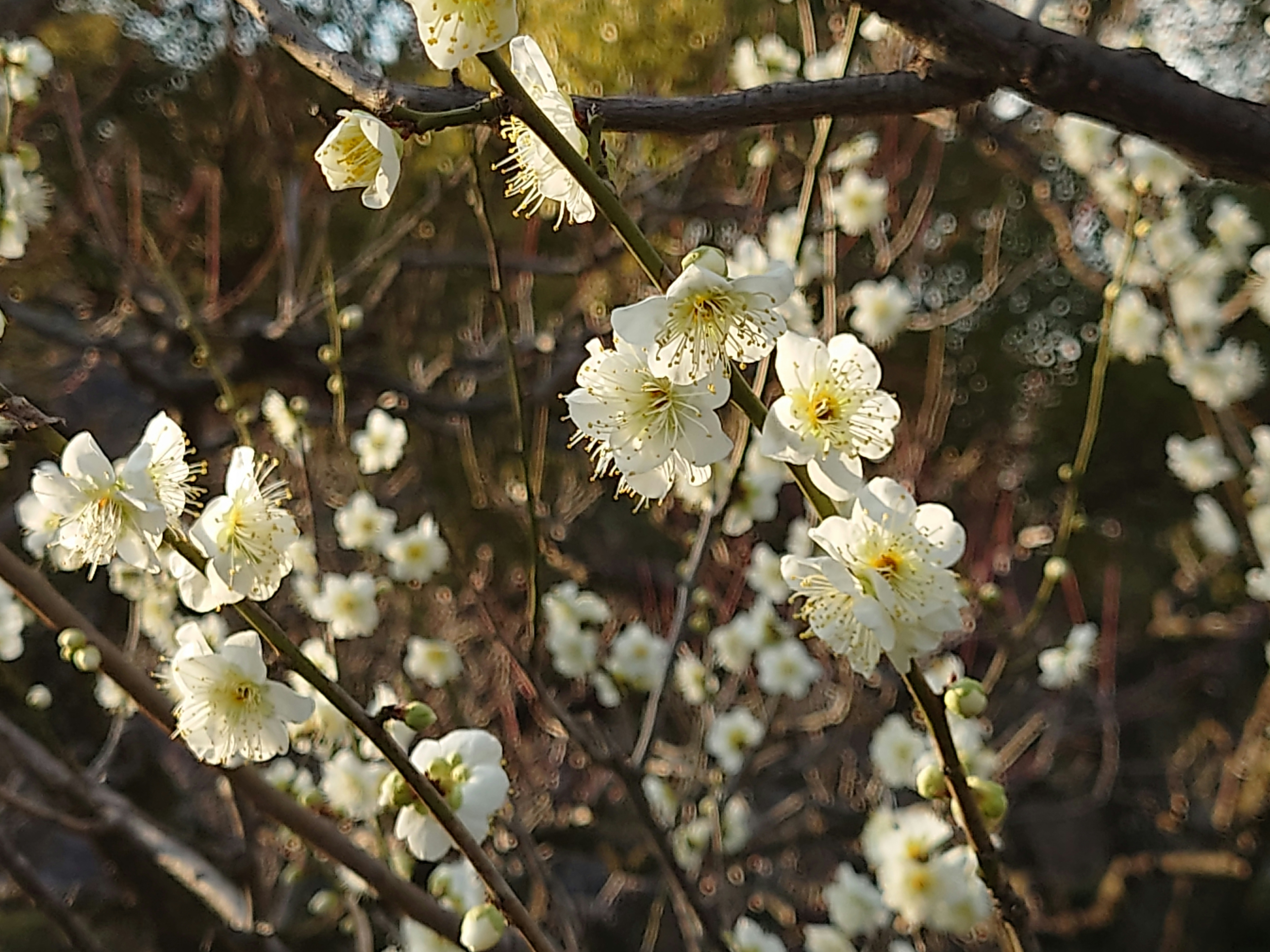 Close-up of branches with blooming white flowers