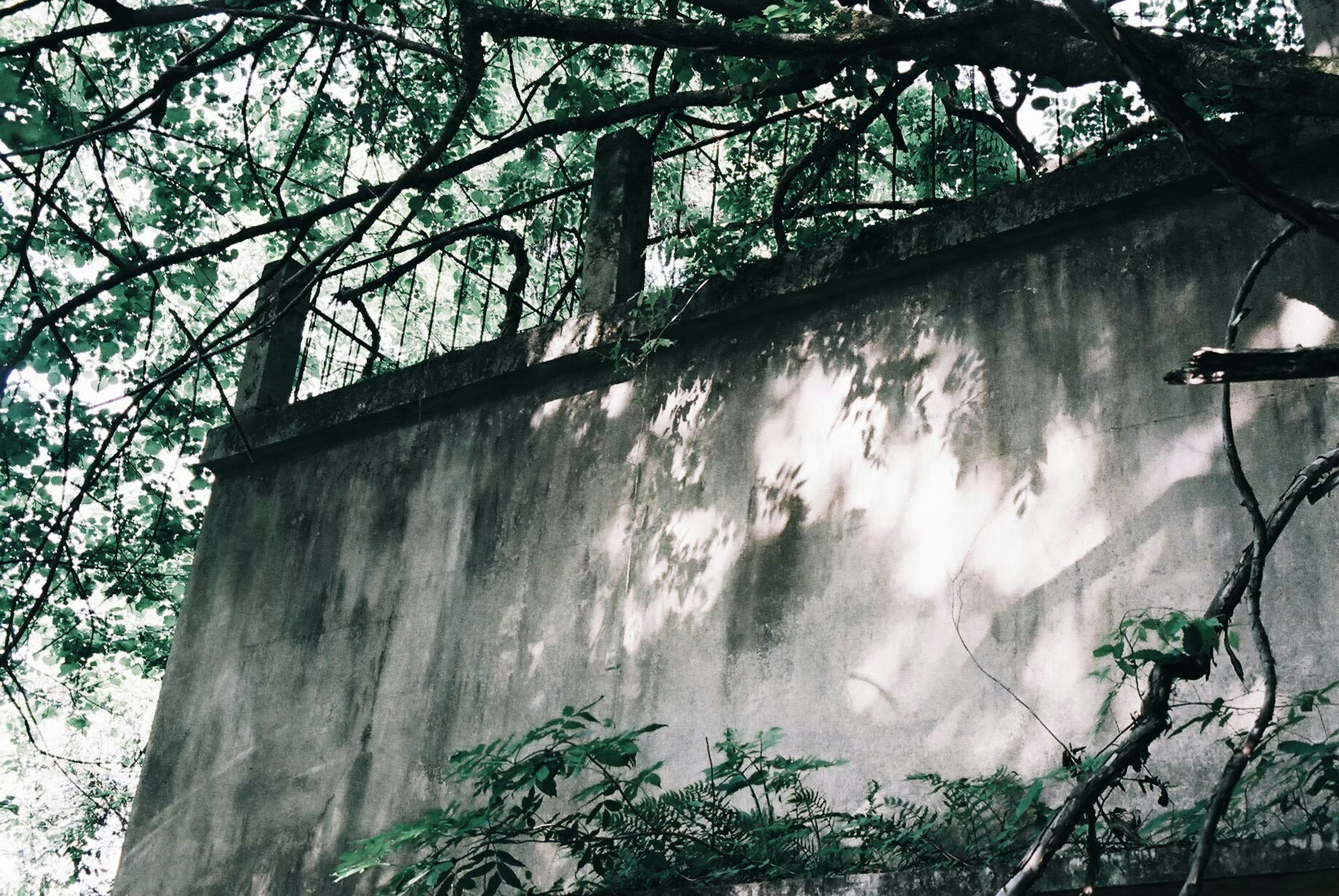 Old concrete wall partially covered by green trees with beautiful light and shadow contrasts