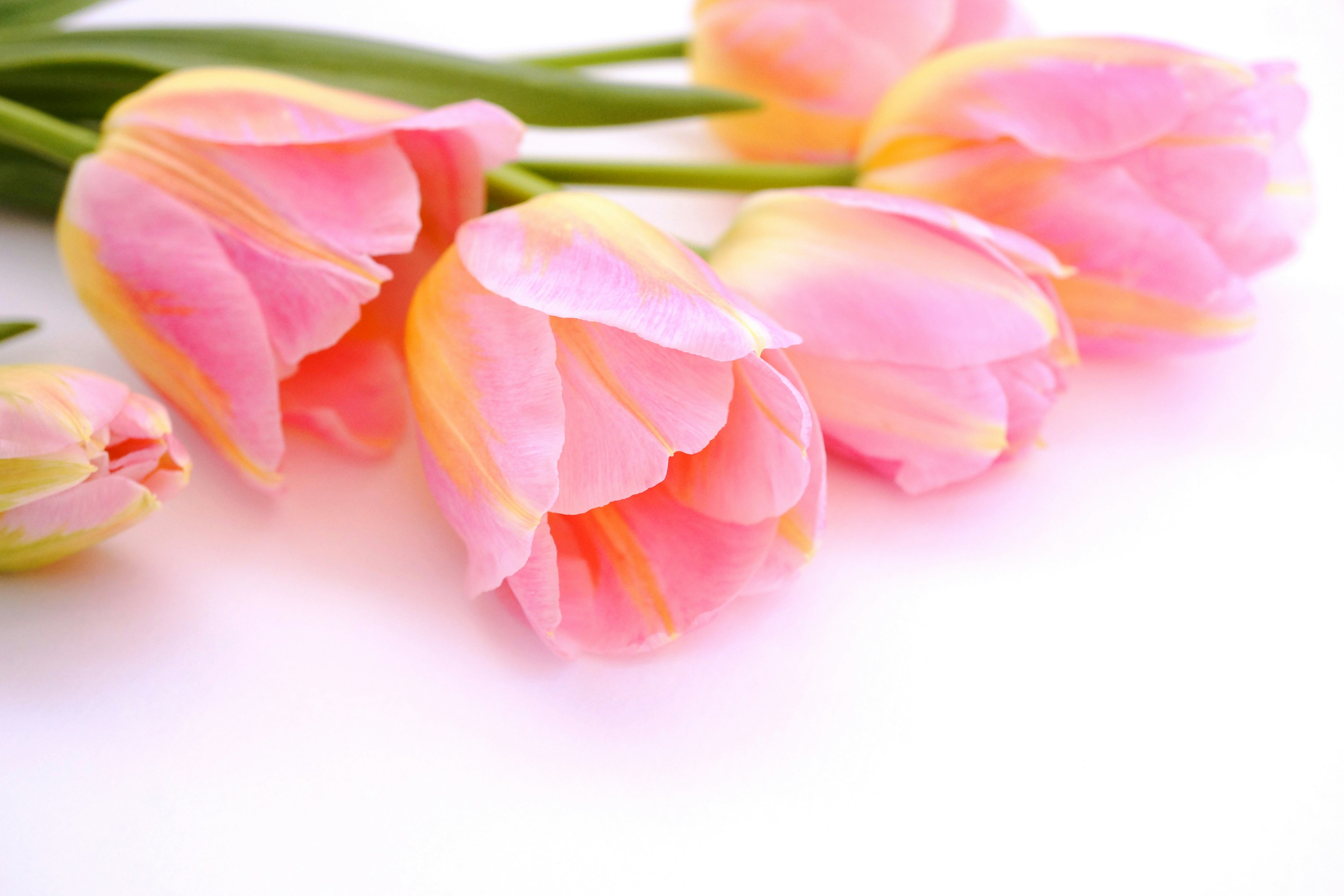 A cluster of soft pink tulips arranged gracefully