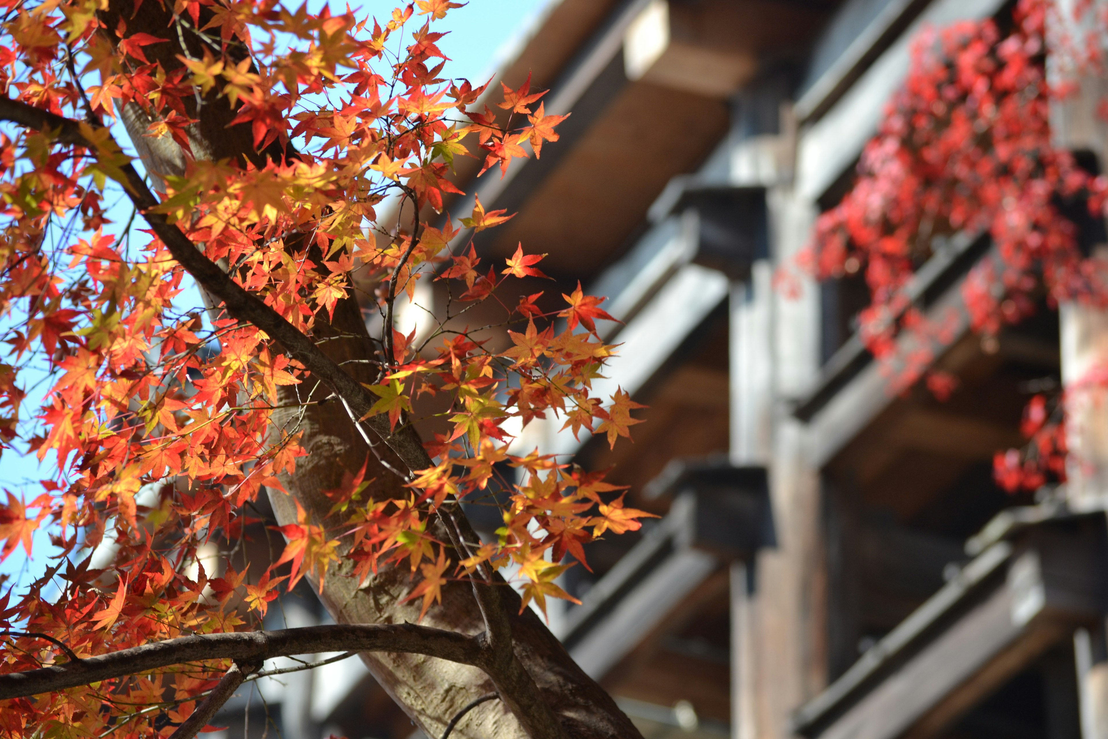 Vibrant autumn leaves on a tree with a wooden building in the background