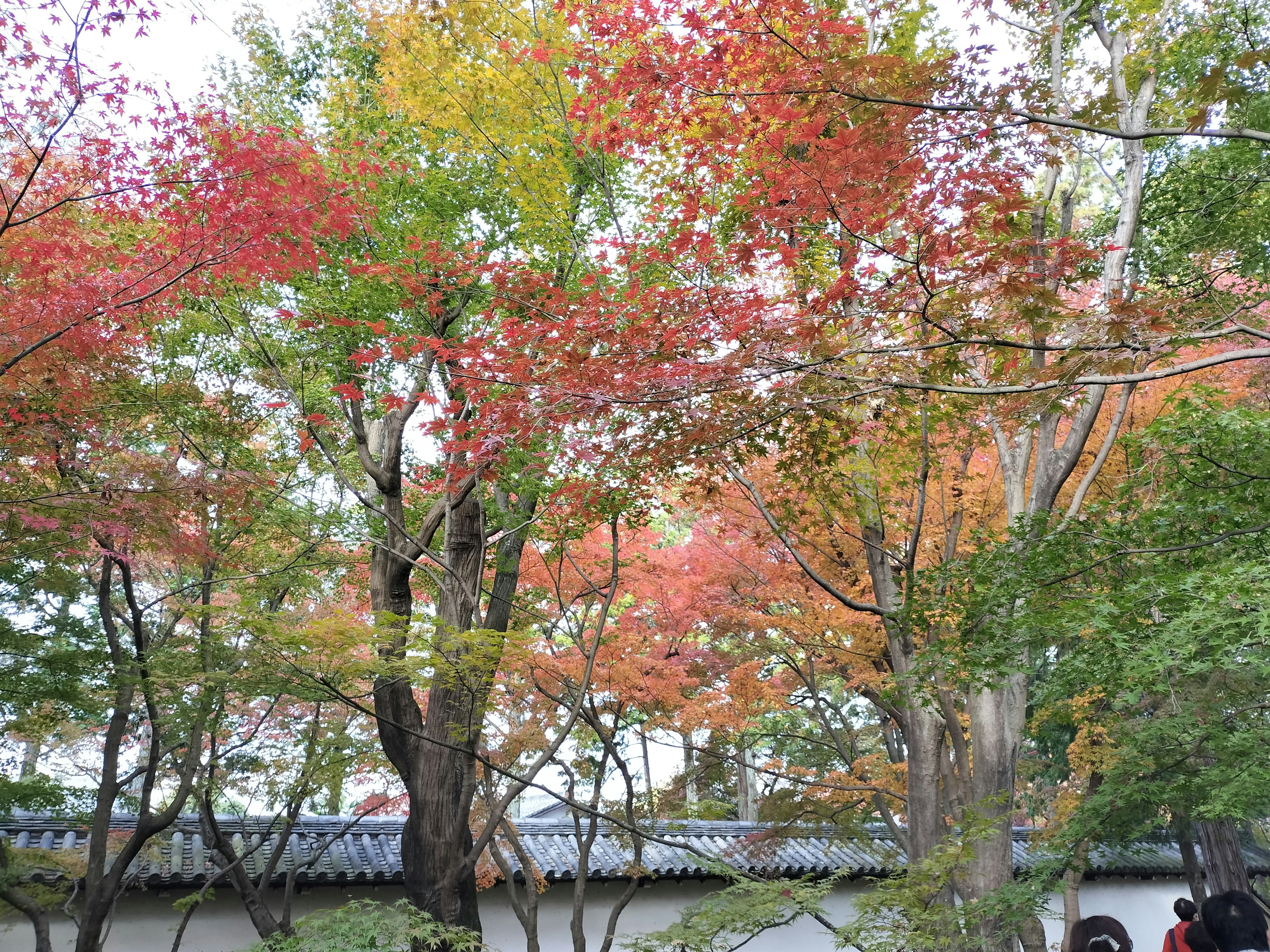 Vibrant autumn foliage in a serene garden setting