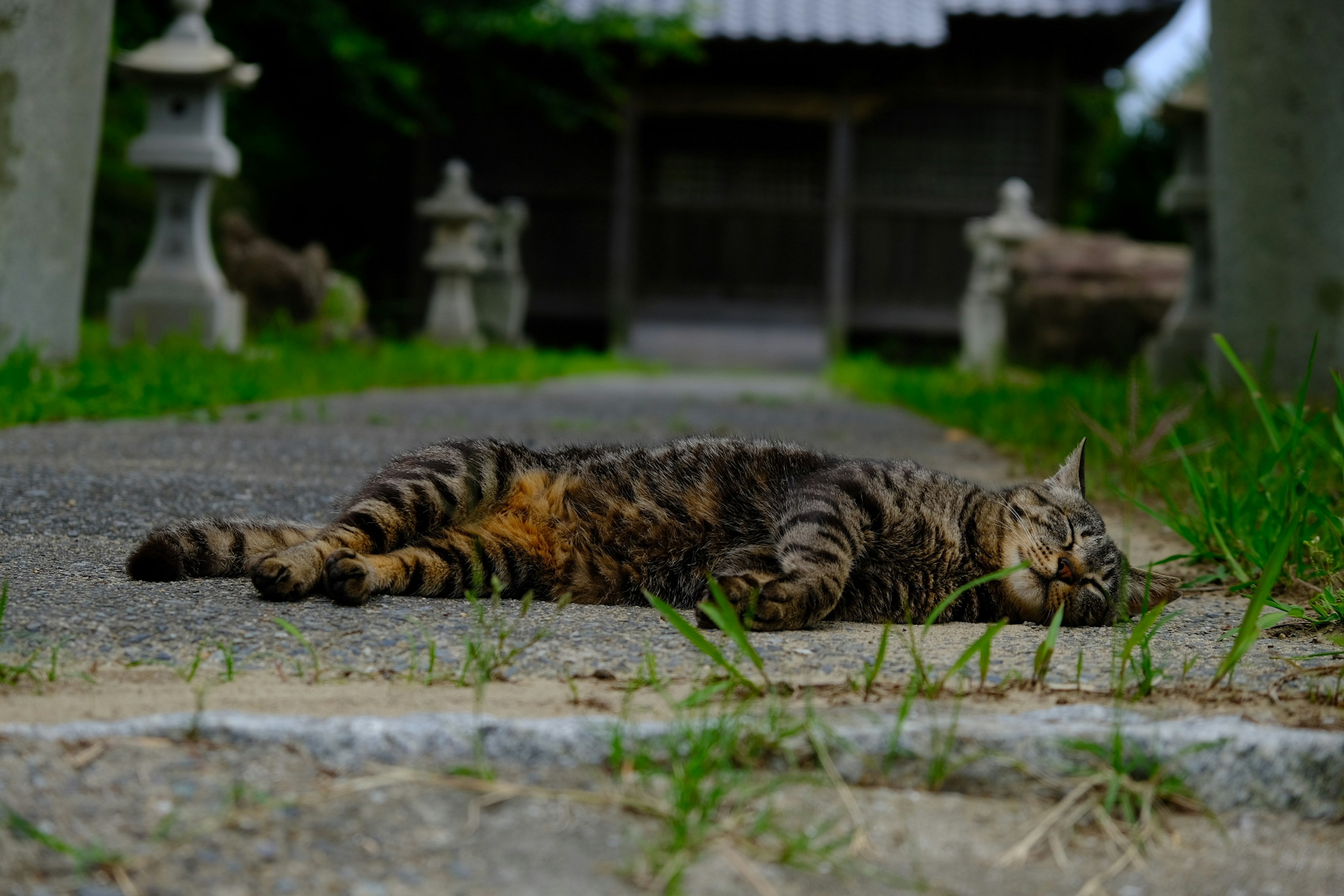 一只条纹猫躺在小路上，背景是一个神社