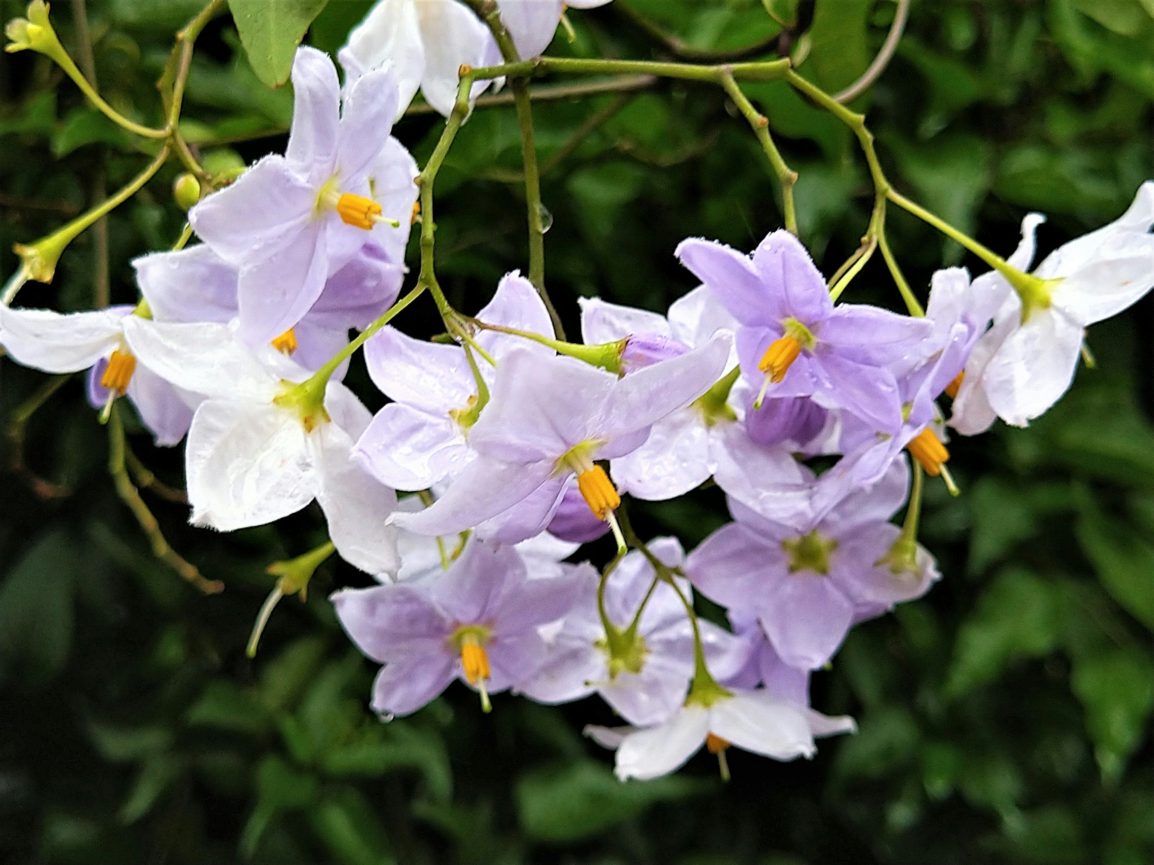 Nahaufnahme von lila und weißen Blumen, die an einer Pflanze blühen