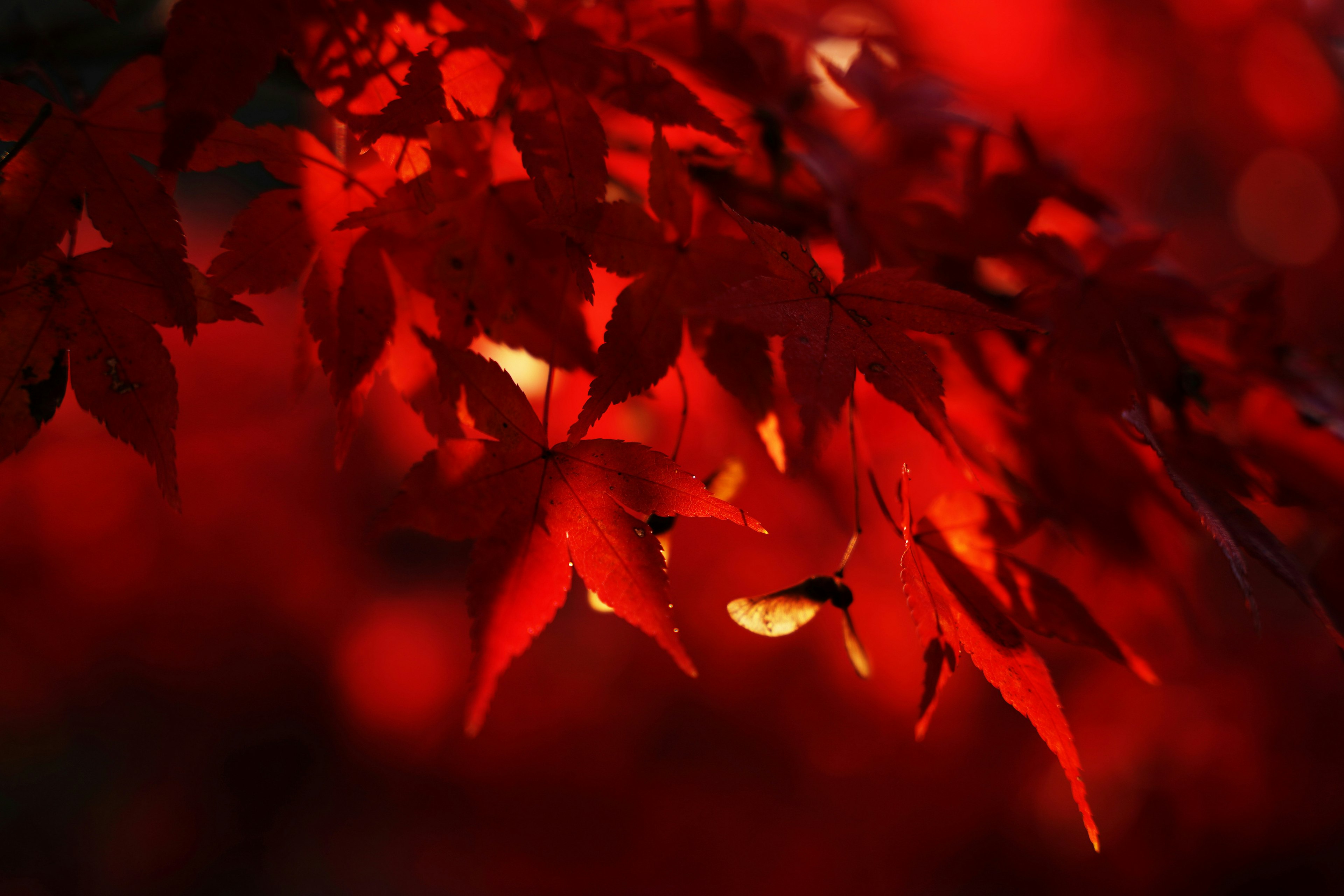 Schöne Herbstszene mit roten Blättern, die vom Sonnenlicht durchleuchtet werden