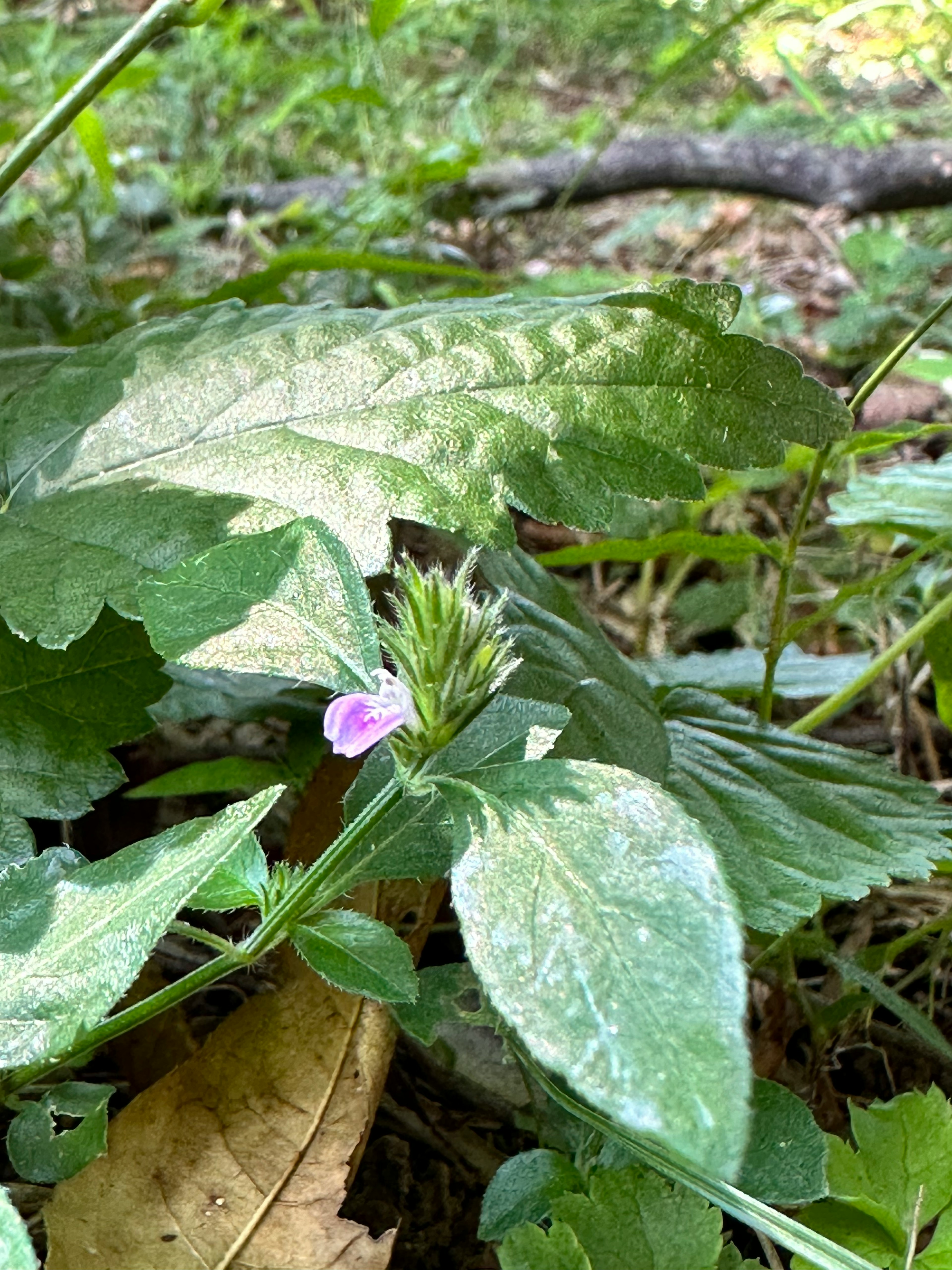 緑の葉の間に小さな紫の花が咲いている植物