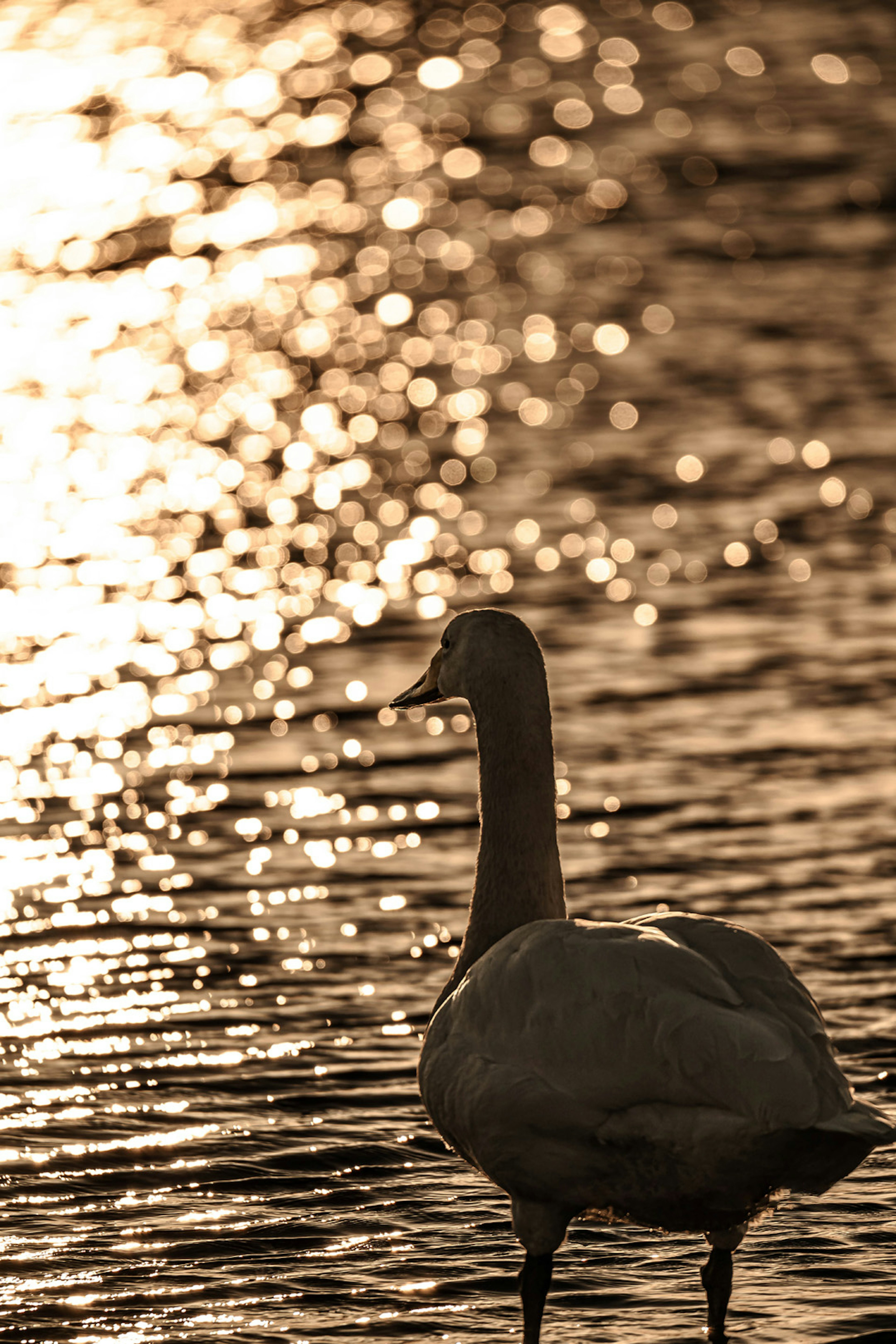 Silueta de un cisne de pie en el agua brillante