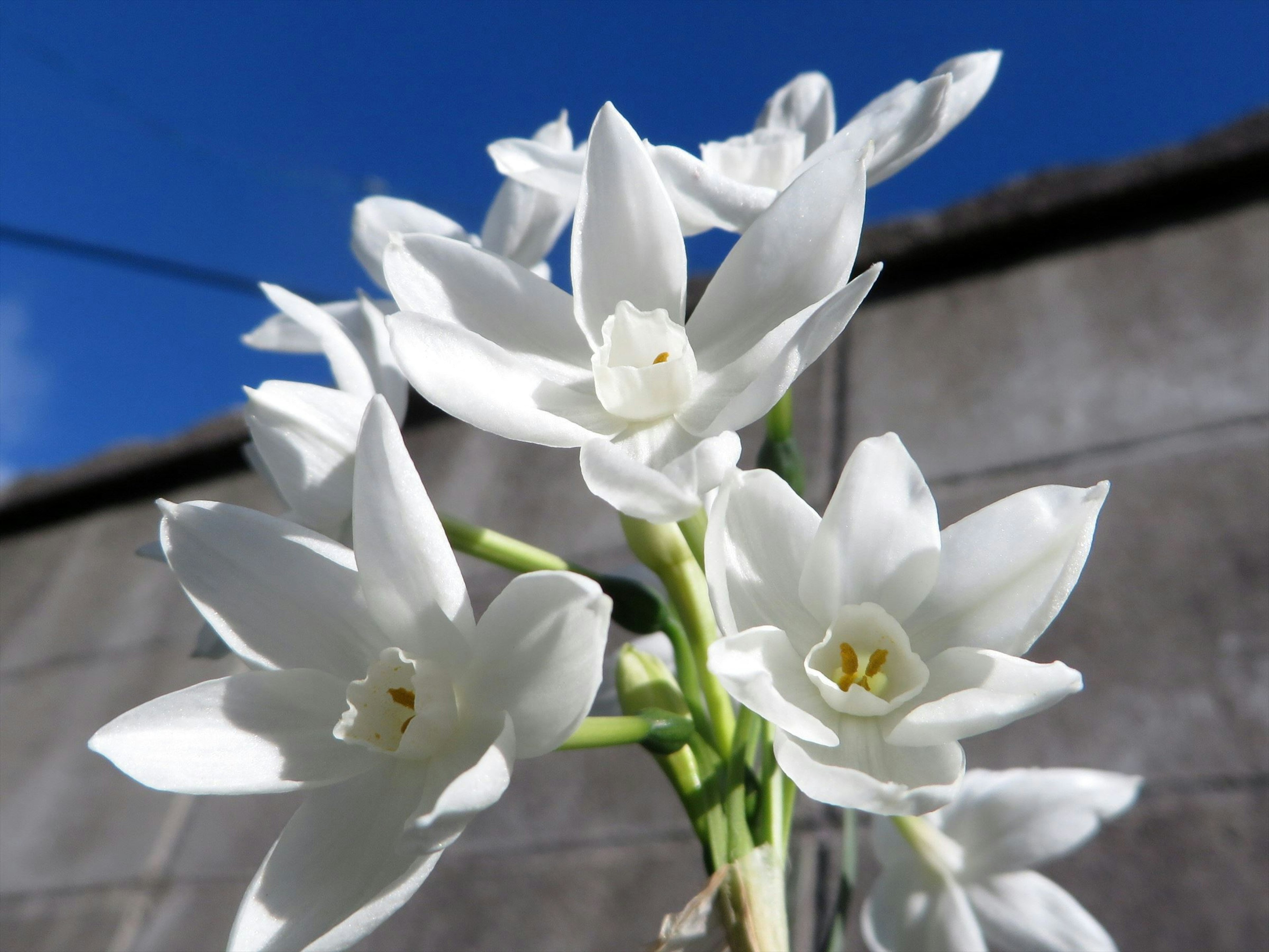 Fiori bianchi che sbocciano sotto un cielo blu