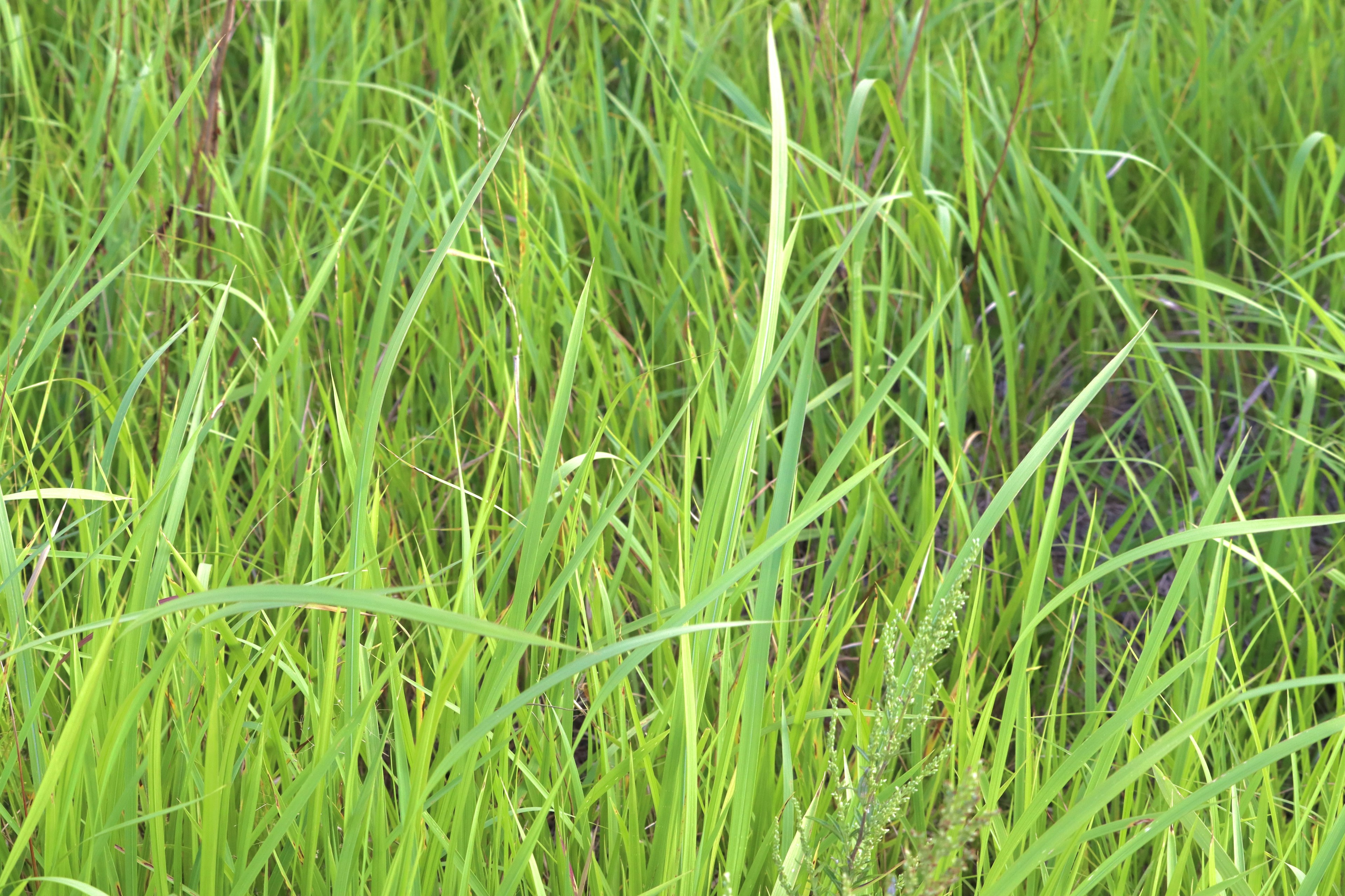 Erba verde lussureggiante con lame alte