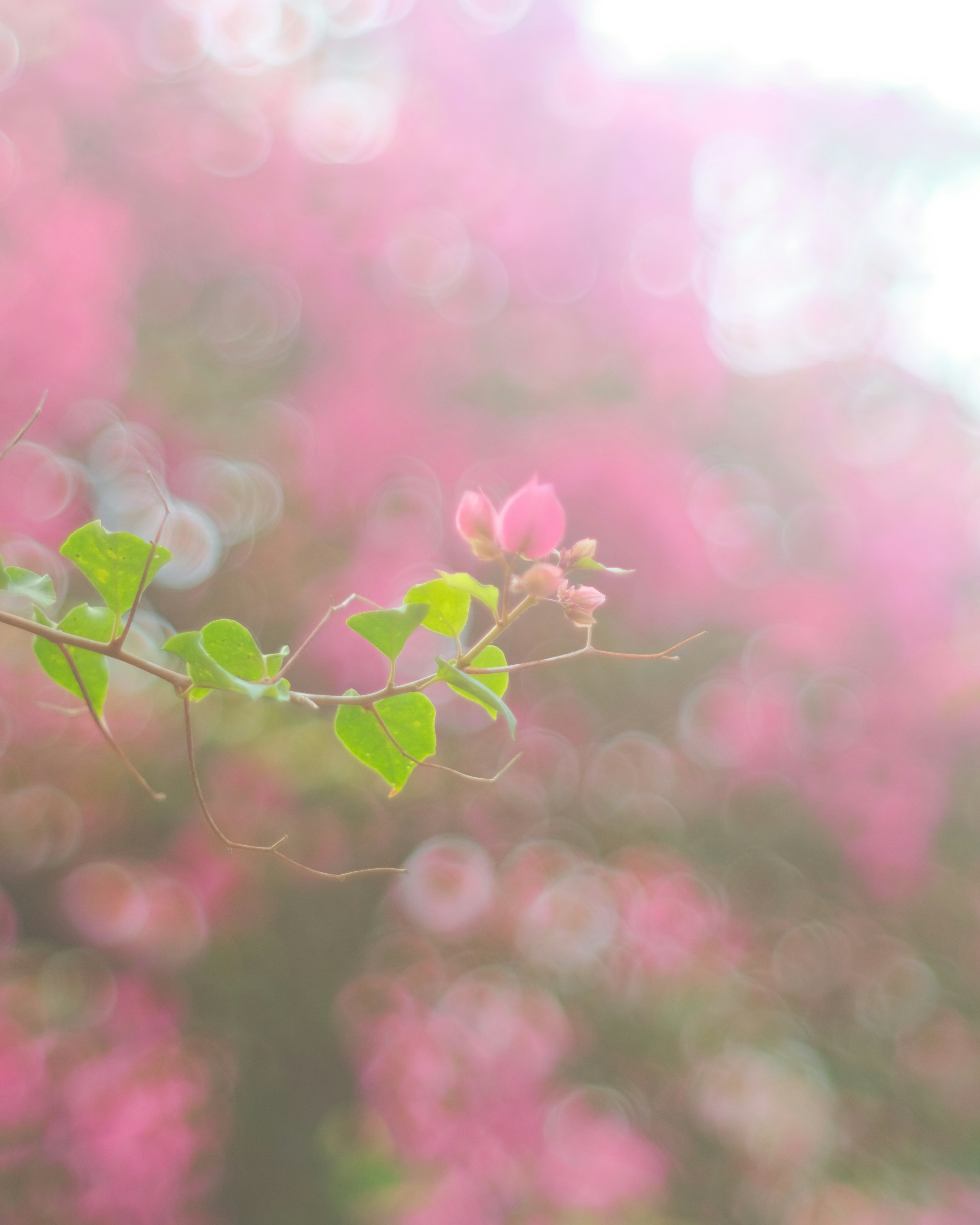 ぼかしの中にピンクの花と緑の葉が映る風景