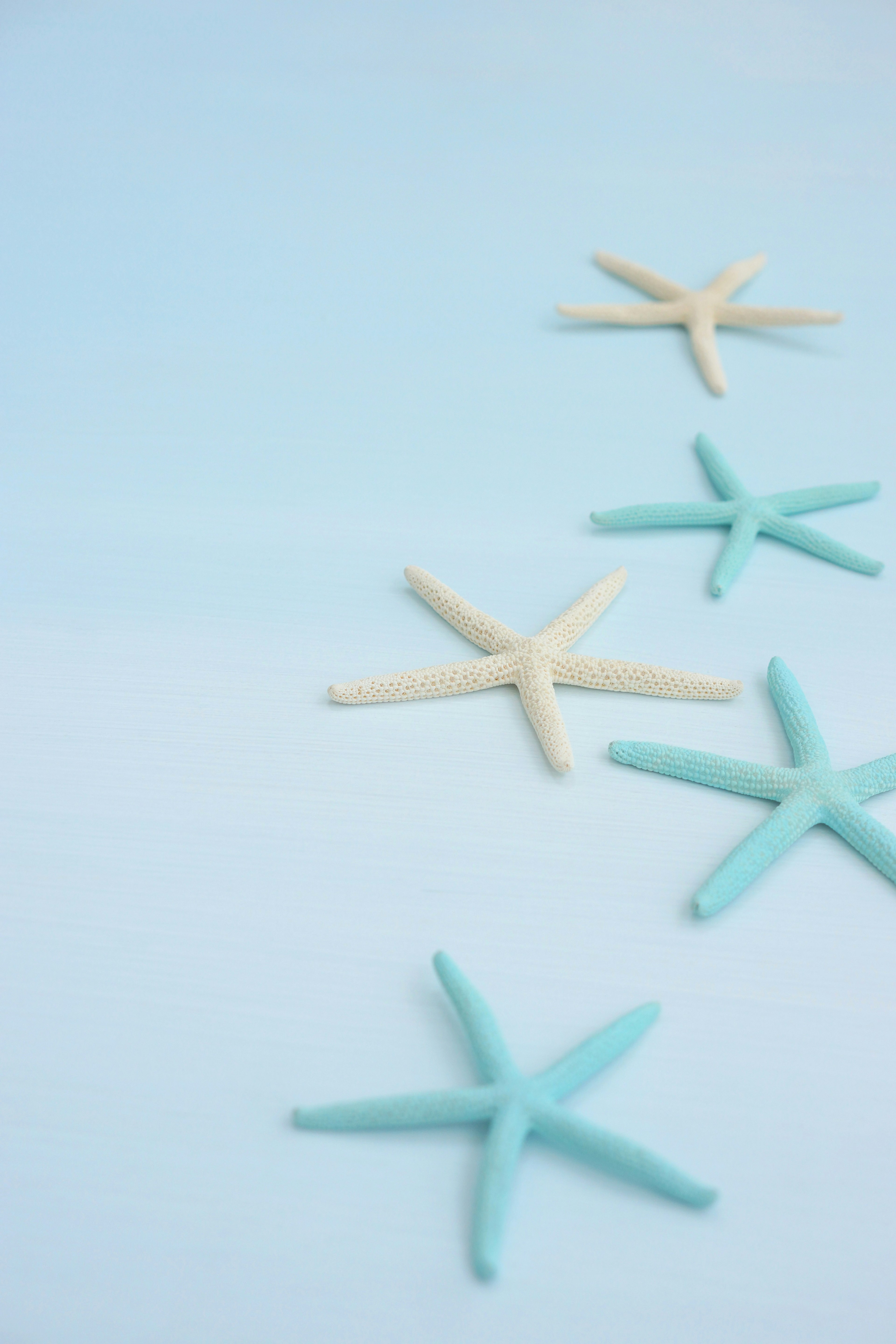 Starfish arranged on a soft blue background