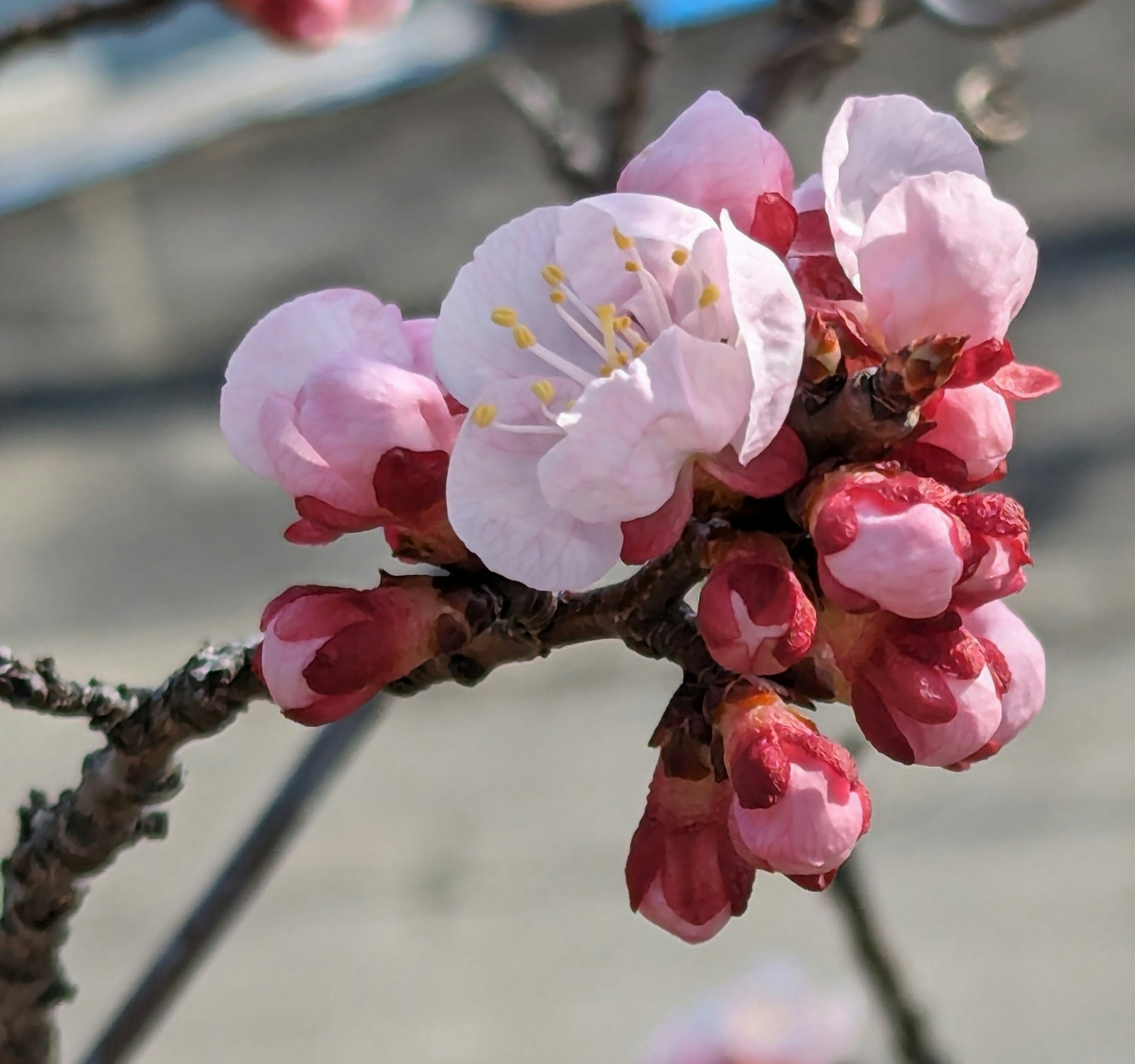 Close-up of cherry blossom branch with pink flowers and buds