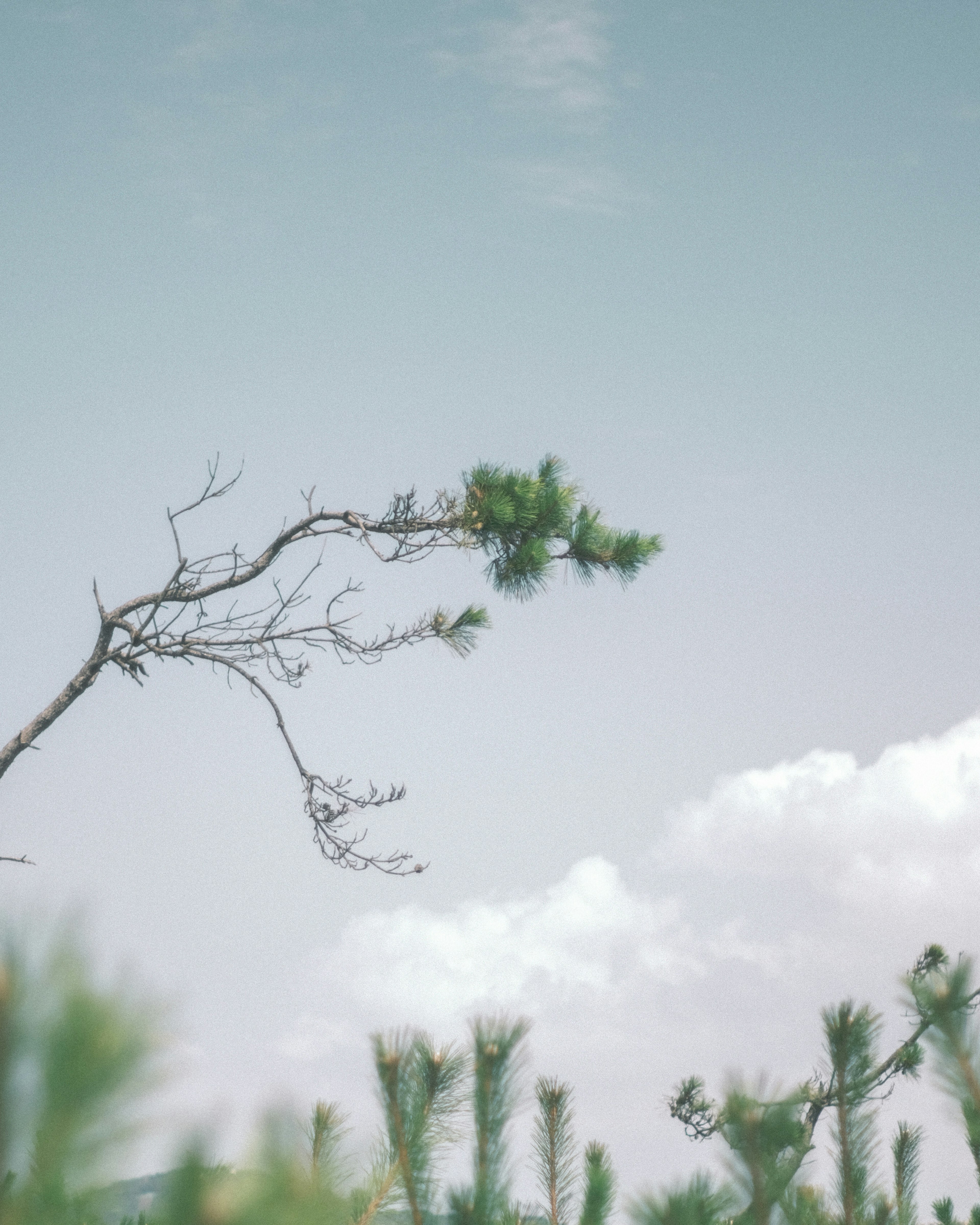 一根細長的樹枝在藍天和雲朵下延伸