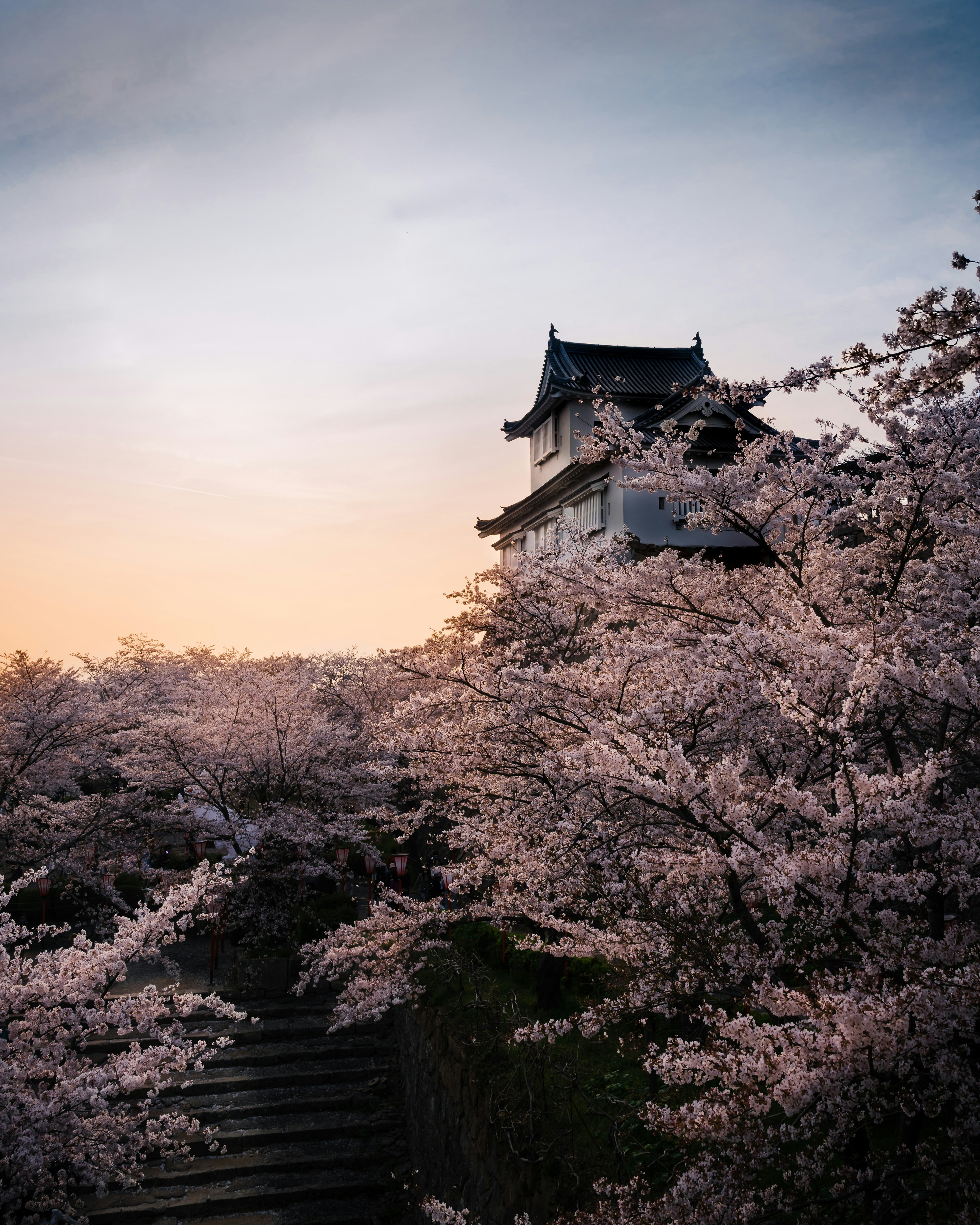 Château entouré de cerisiers en fleurs et coucher de soleil