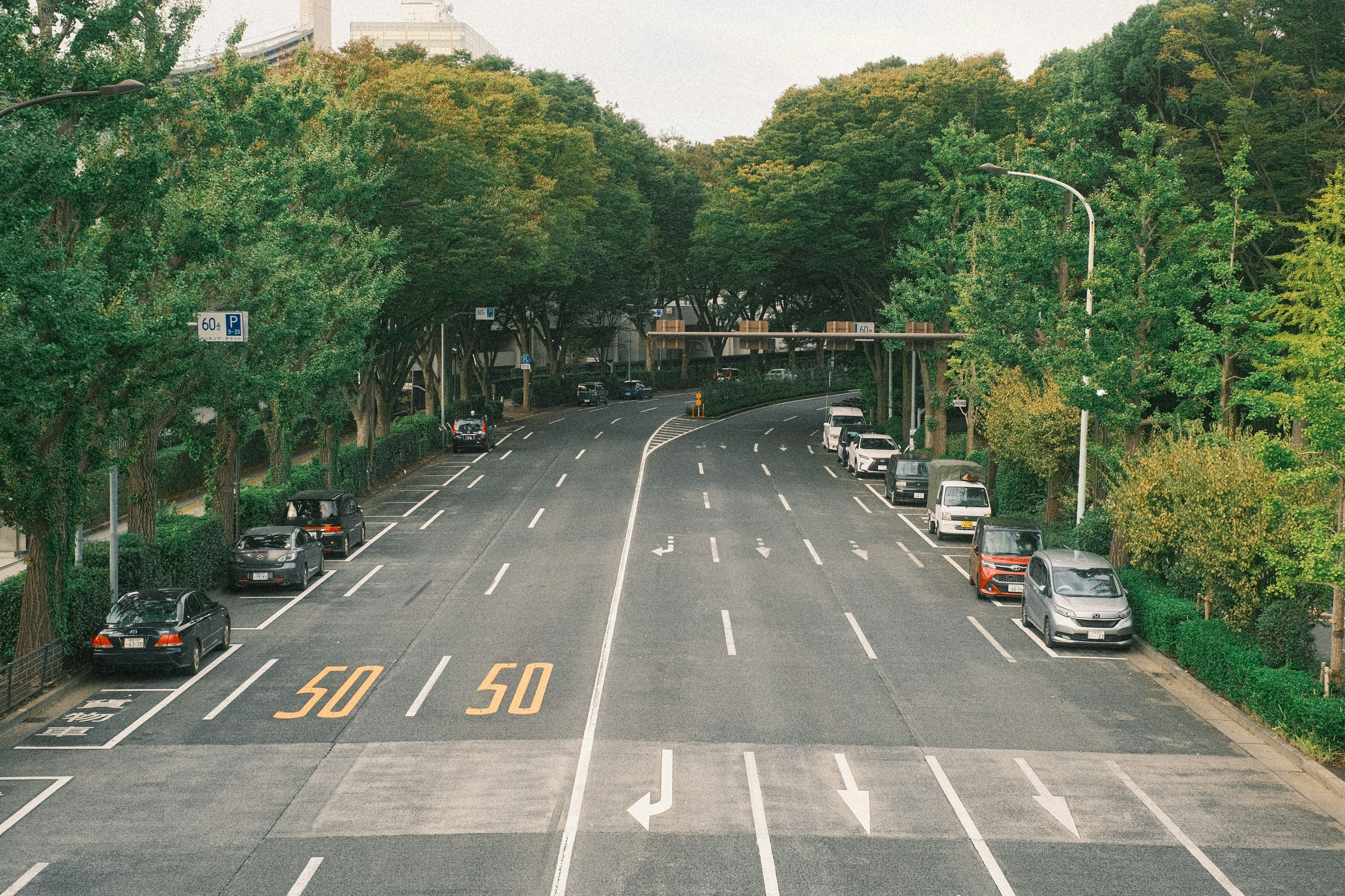 A tree-lined road with a speed limit of 50 kilometers per hour