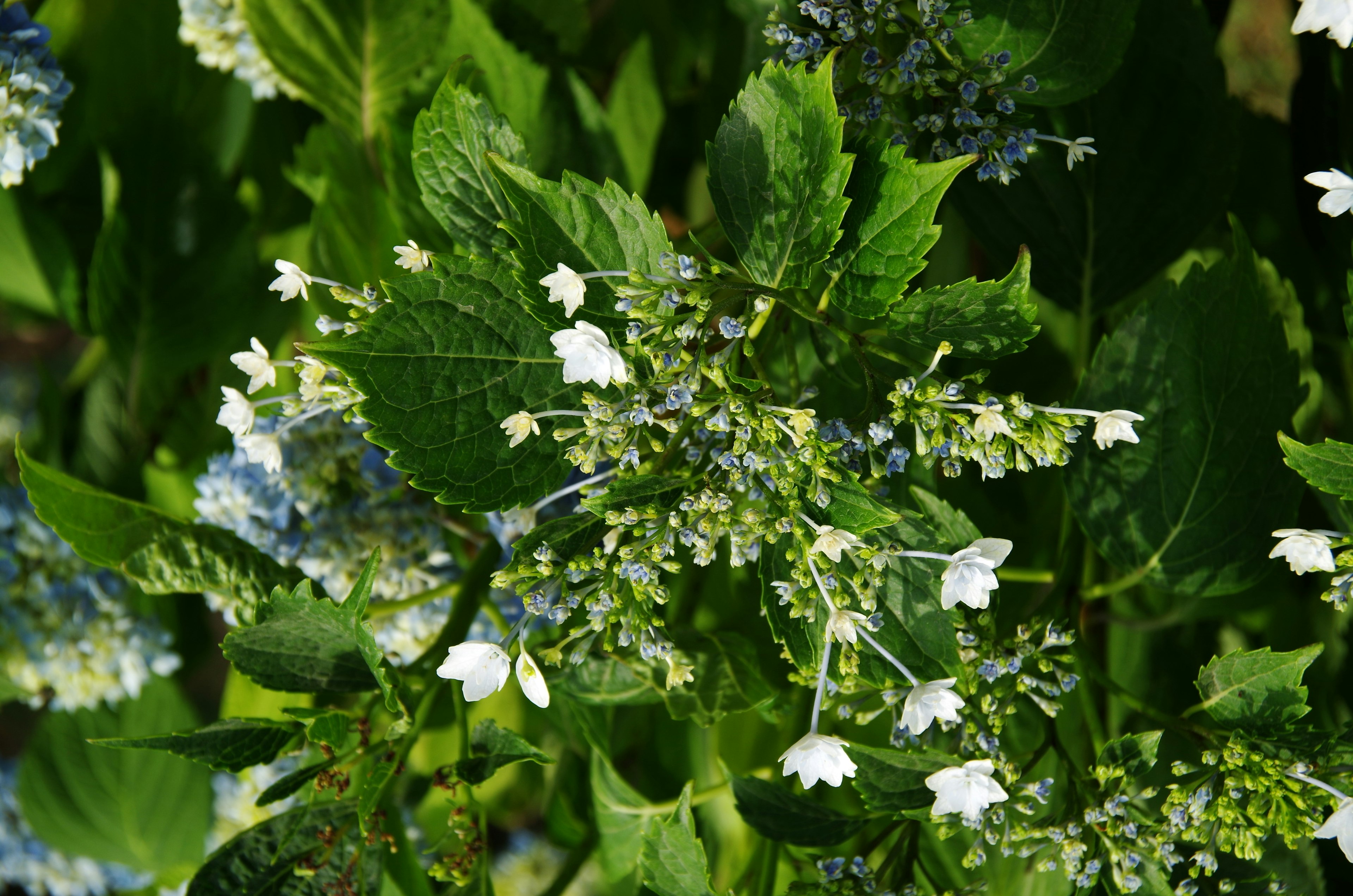 Hortensienpflanze mit weißen Blüten und grünen Blättern