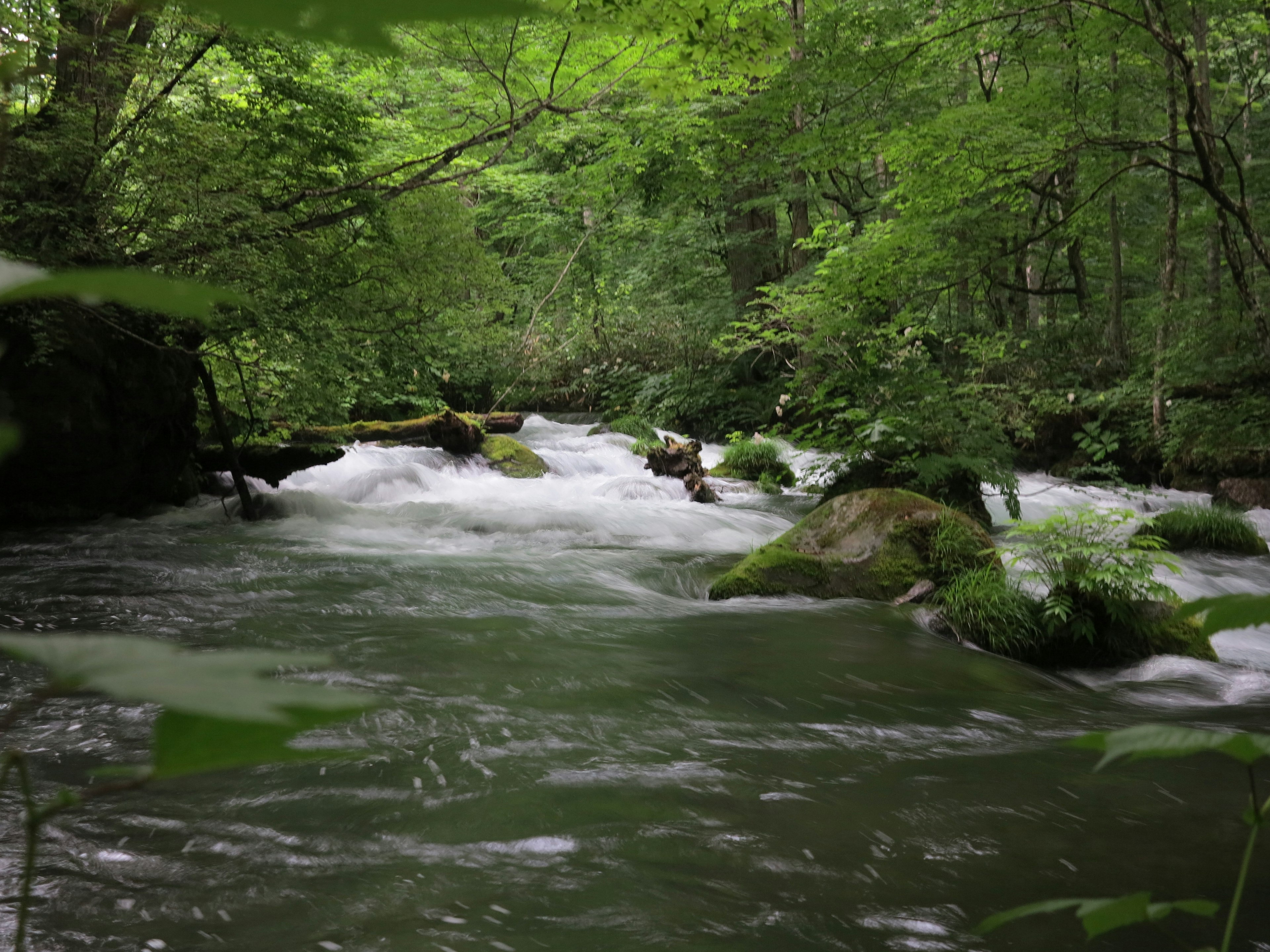 Serene river flowing through lush green trees