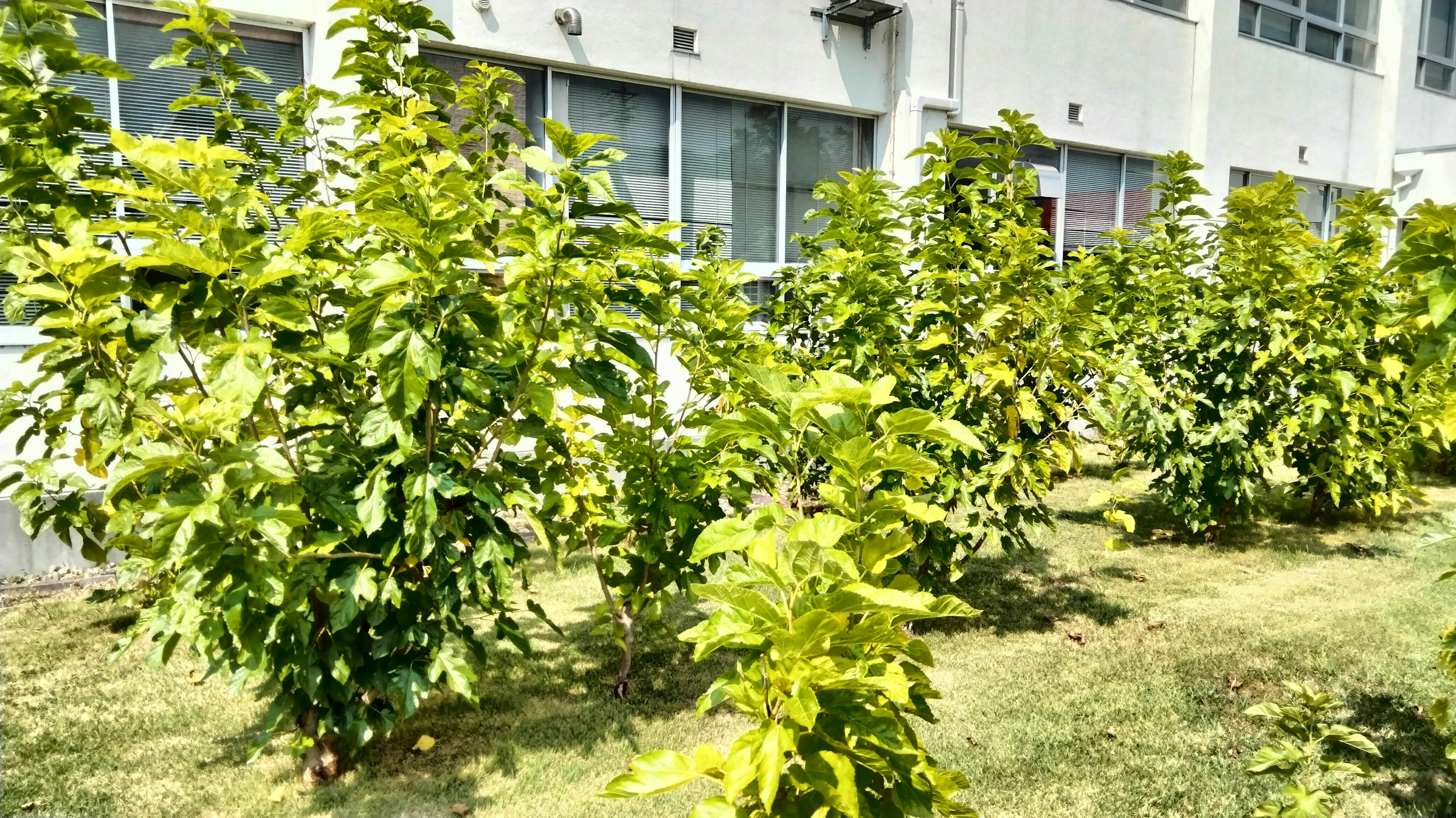 豊かな緑の植物が並ぶ庭の景色