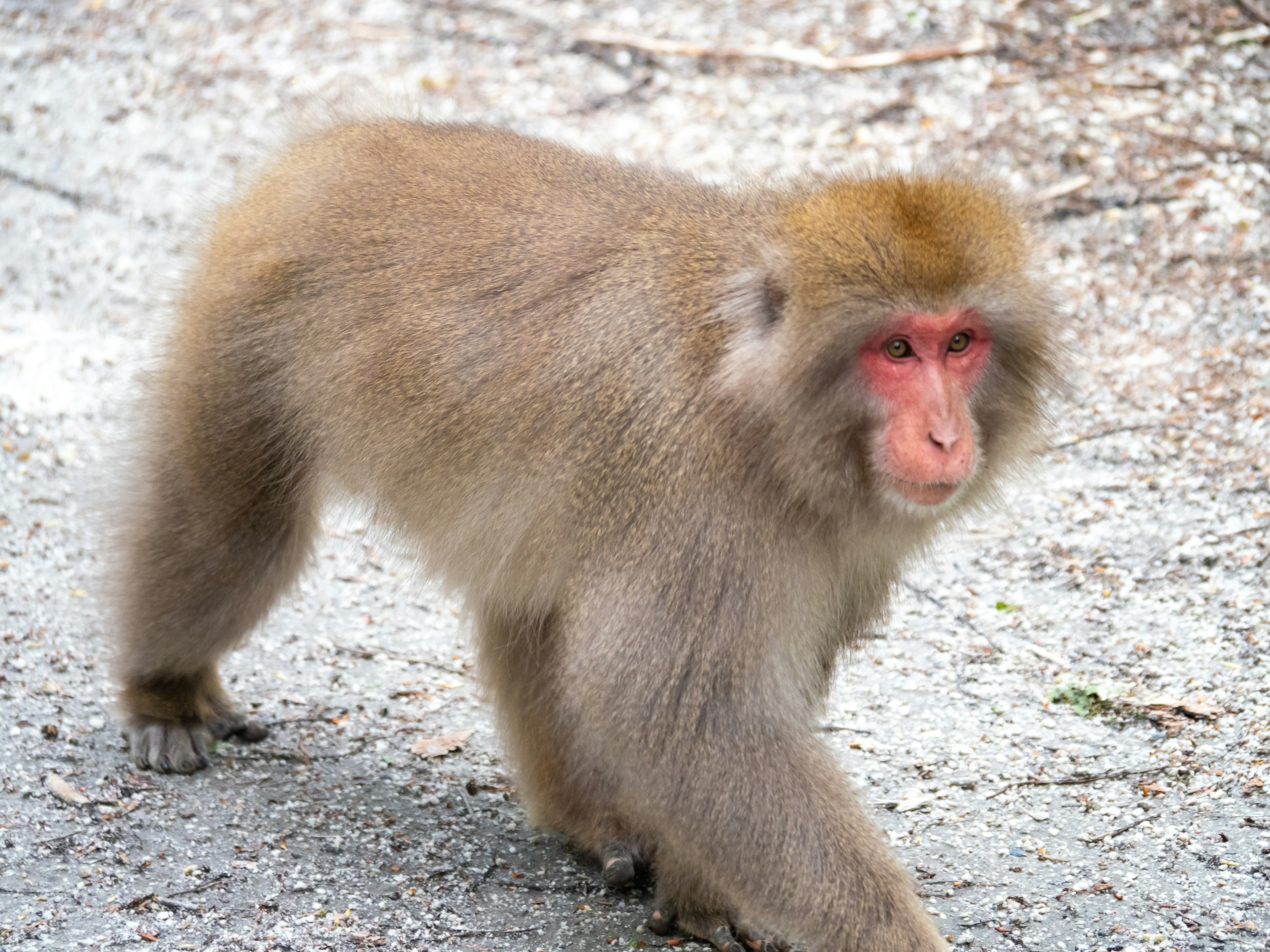 Hình ảnh của một con khỉ macaque Nhật Bản đang đi trên con đường với bộ lông xù và khuôn mặt đỏ