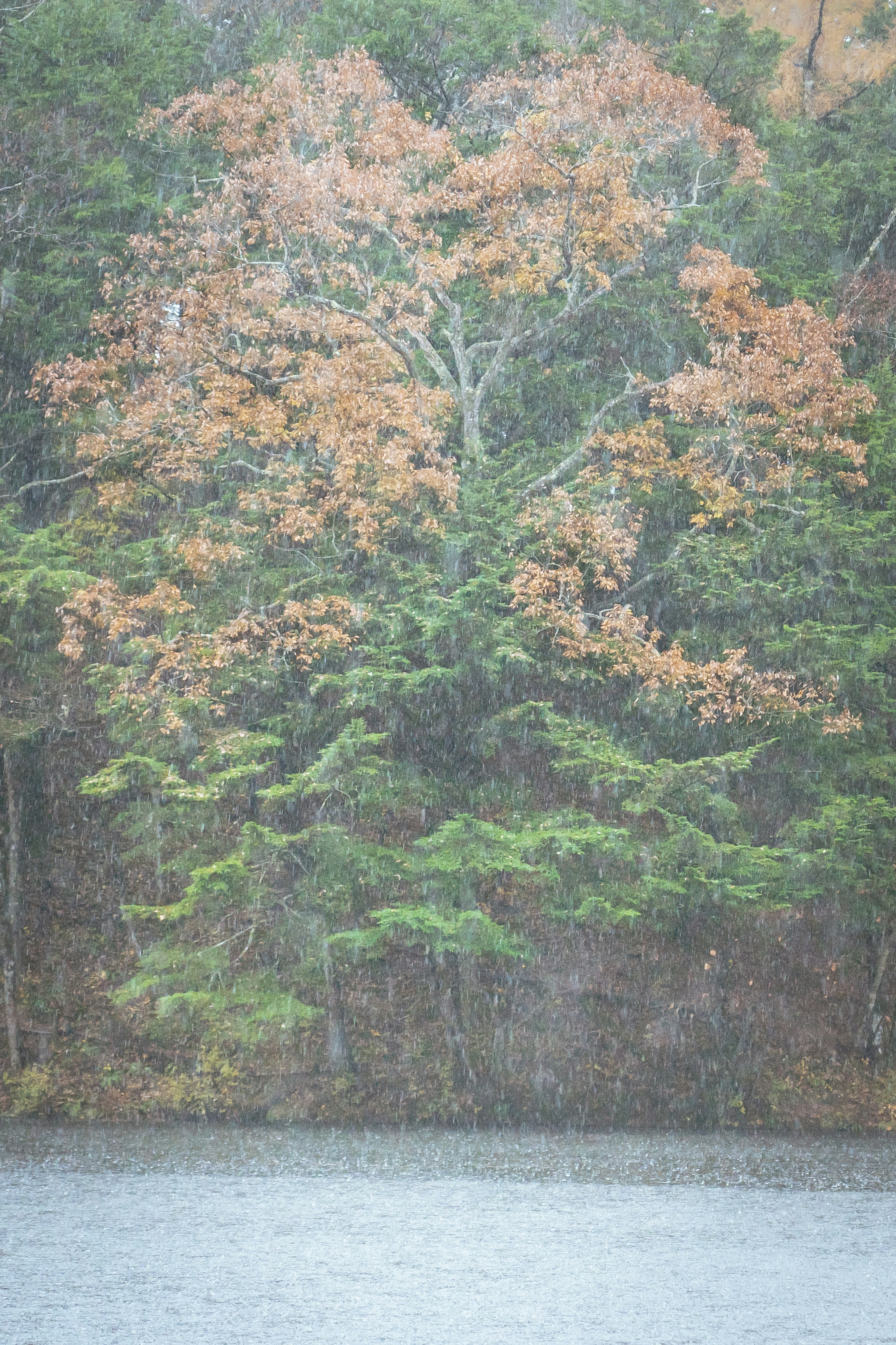 雨の中の色づいた木々と静かな水面