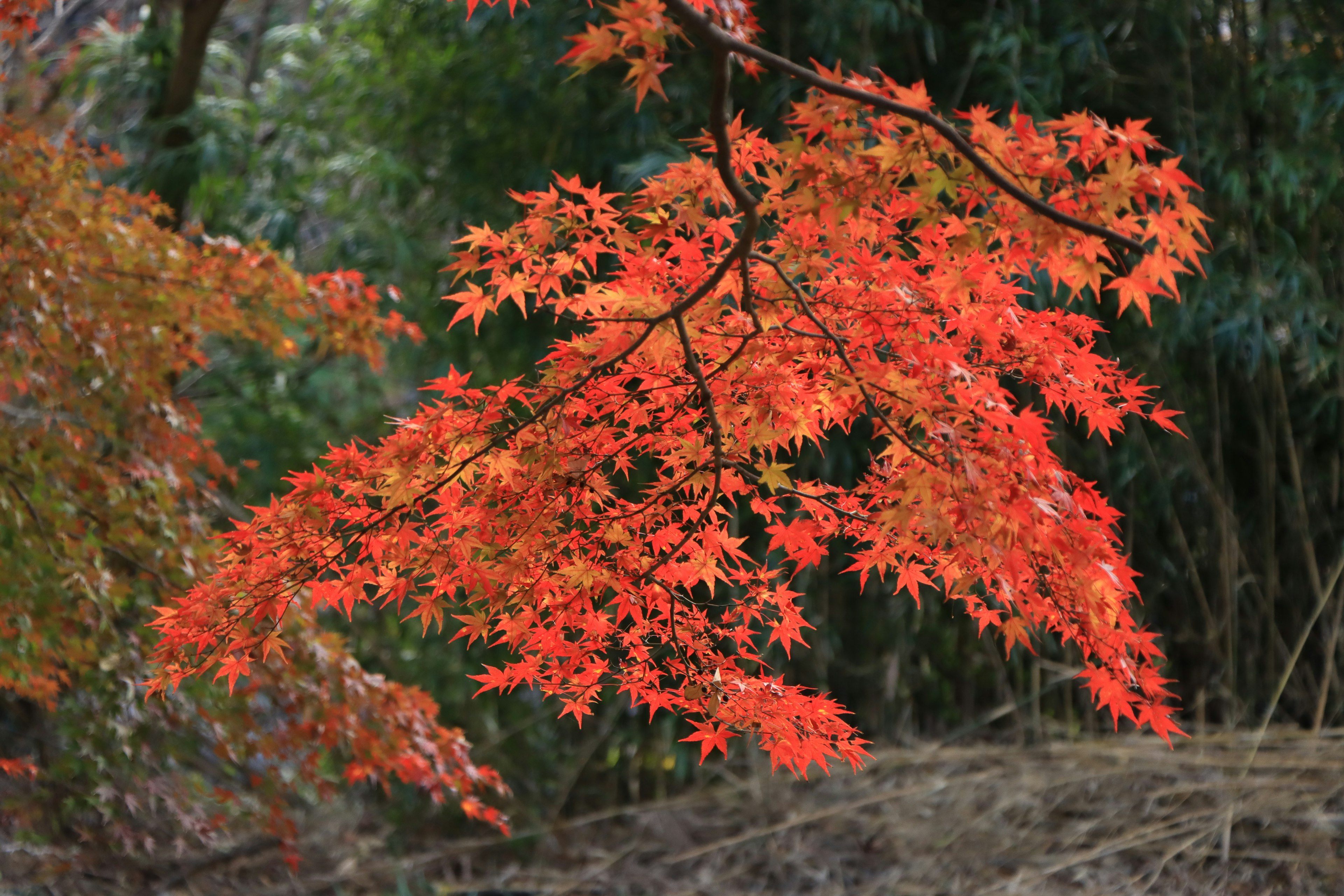 Vibrant red maple leaves clustered on a branch