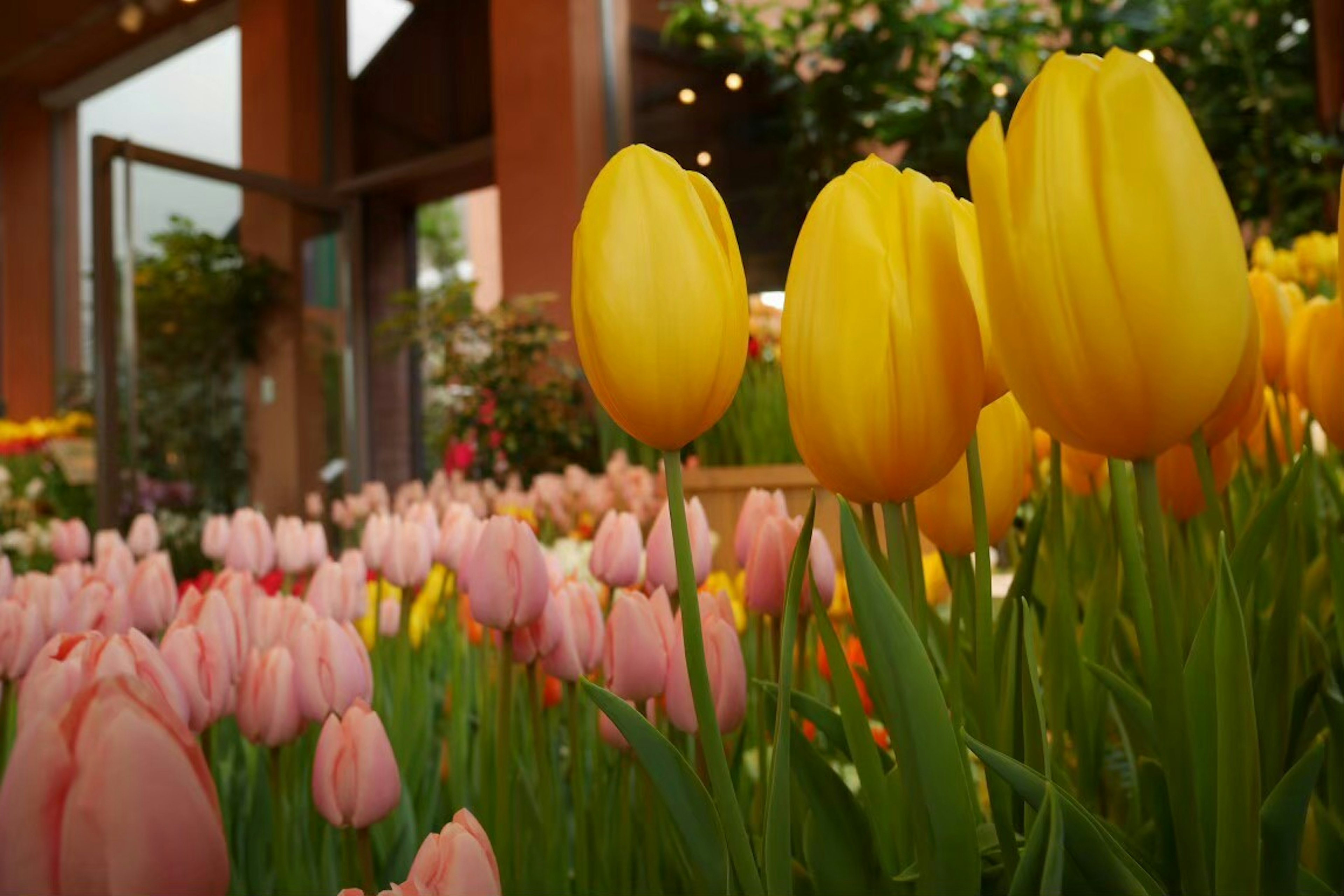 Primo piano di tulipani gialli e rosa in un giardino fiorito