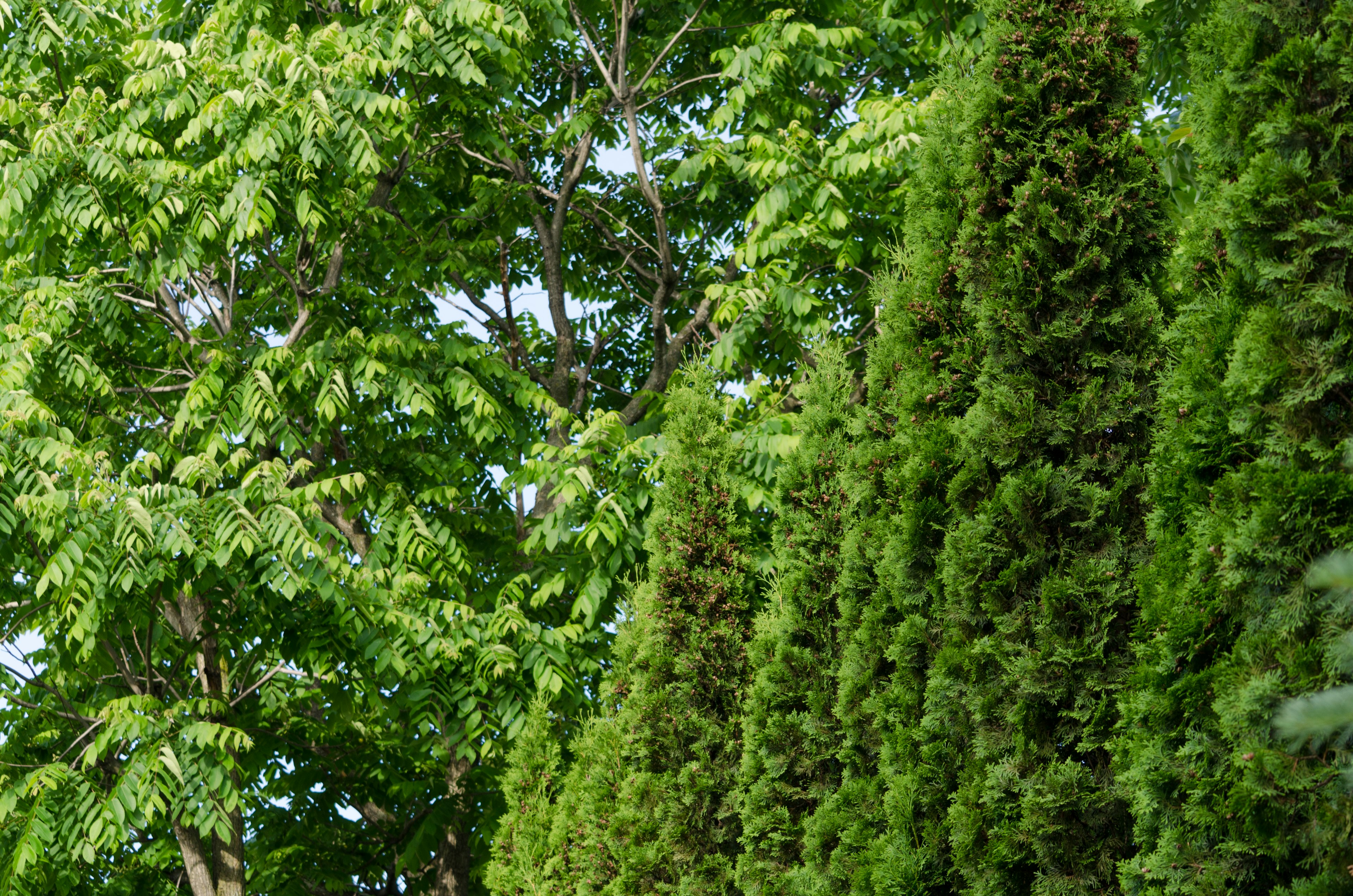 Árboles verdes exuberantes formando una pared natural