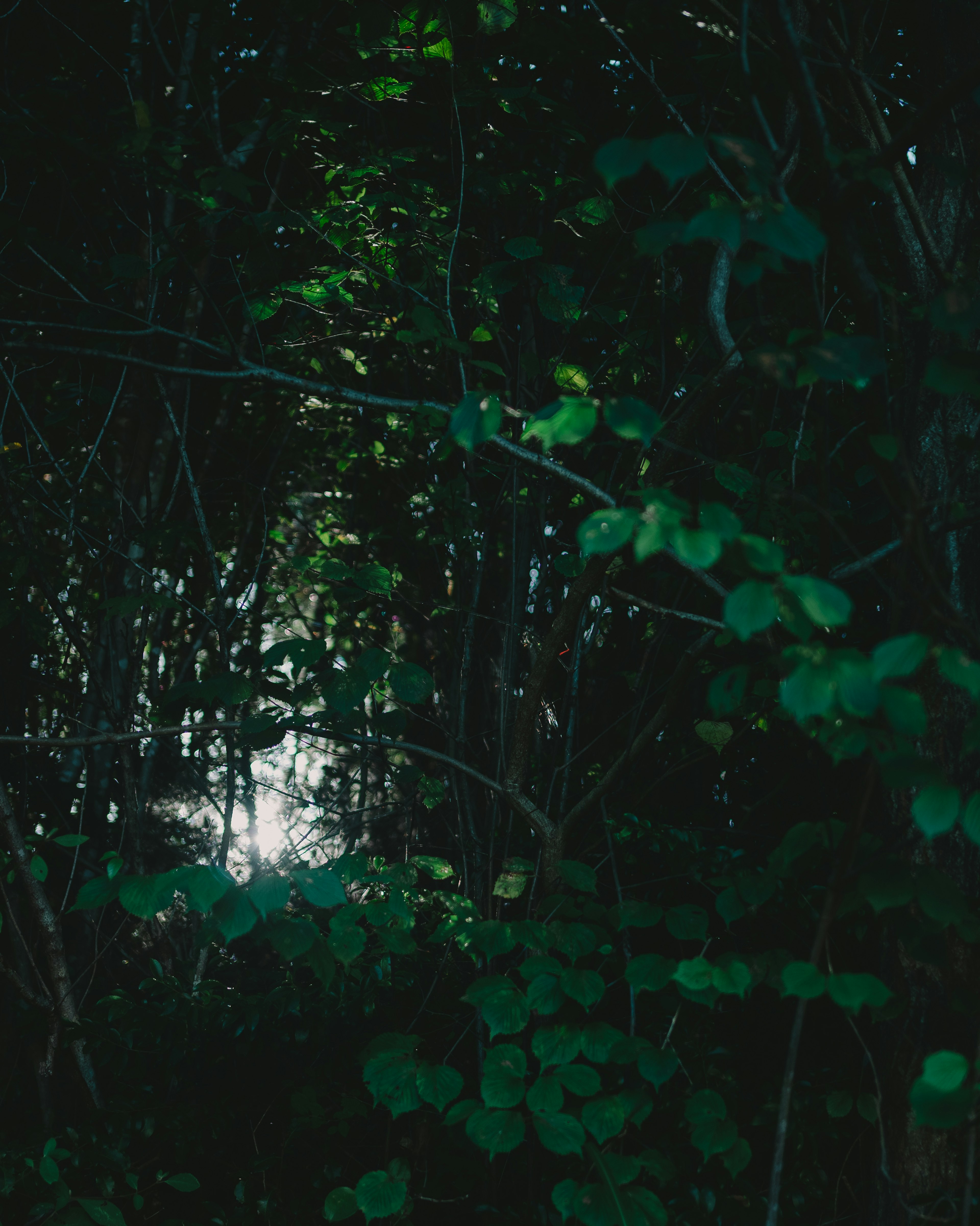 Vista misteriosa di una foresta oscura con luce che filtra