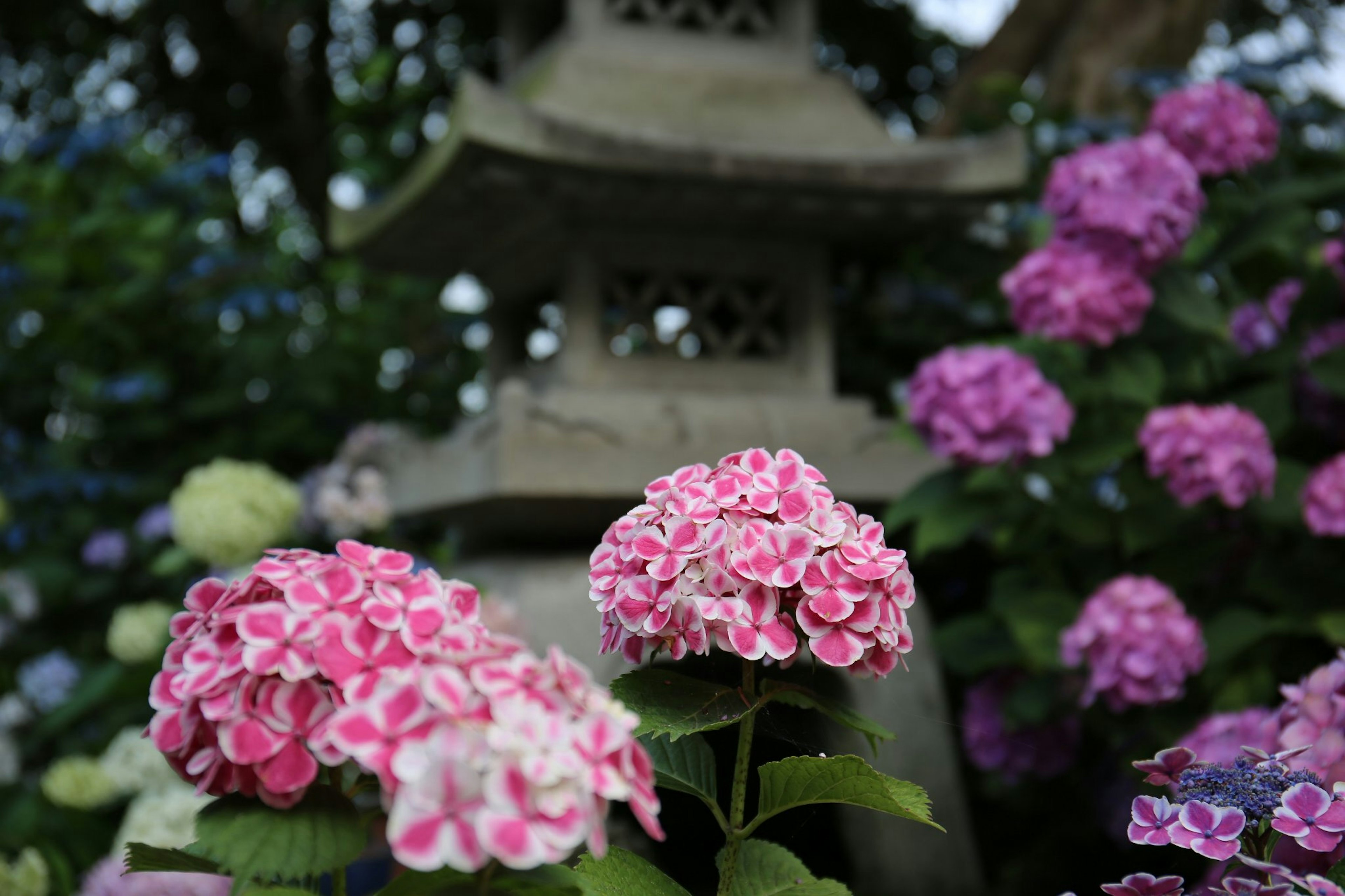 Belle scène de jardin avec des hortensias roses et une lanterne en pierre