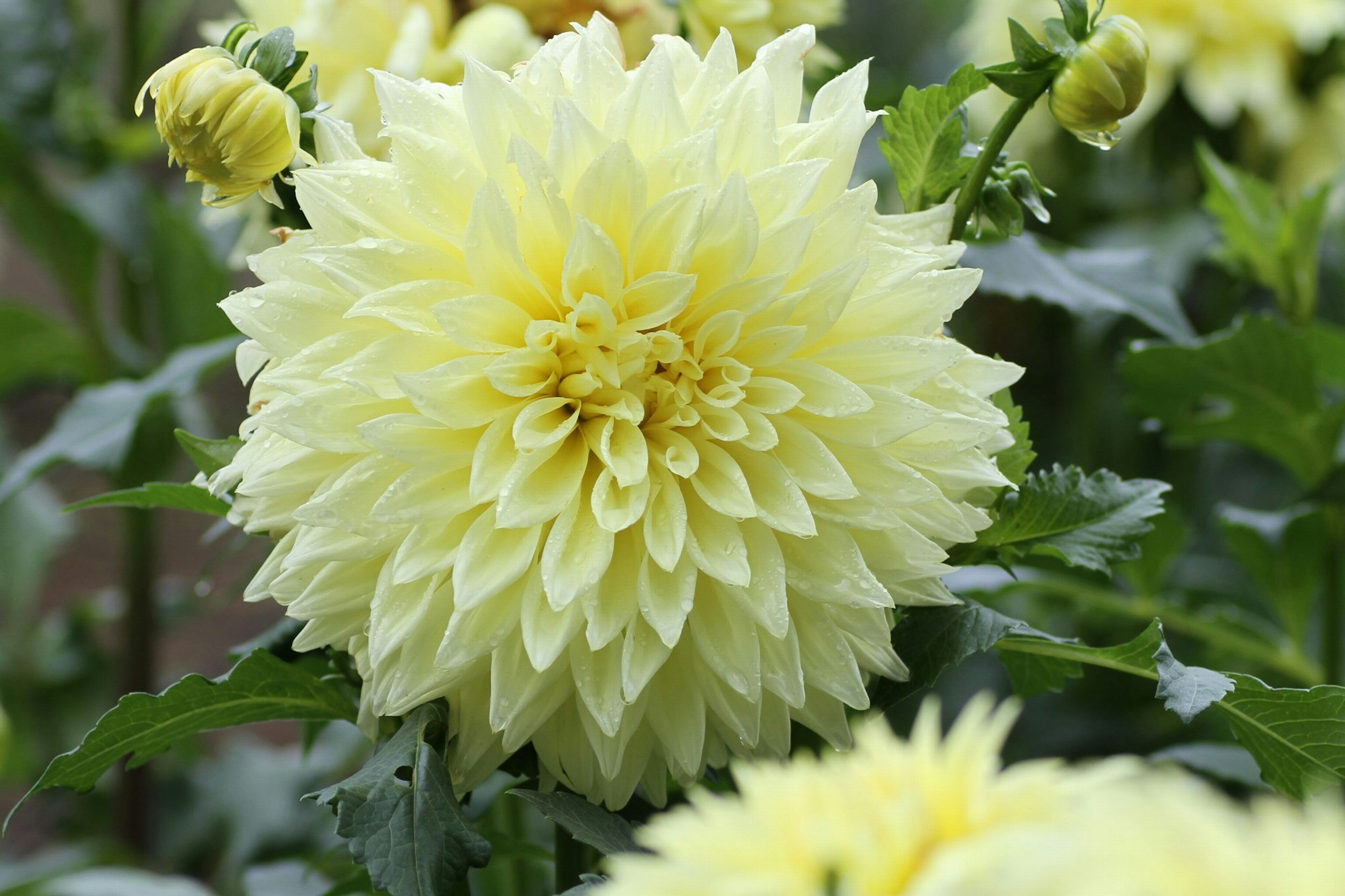 Une fleur de dahlia jaune en pleine floraison entourée de feuillage vert