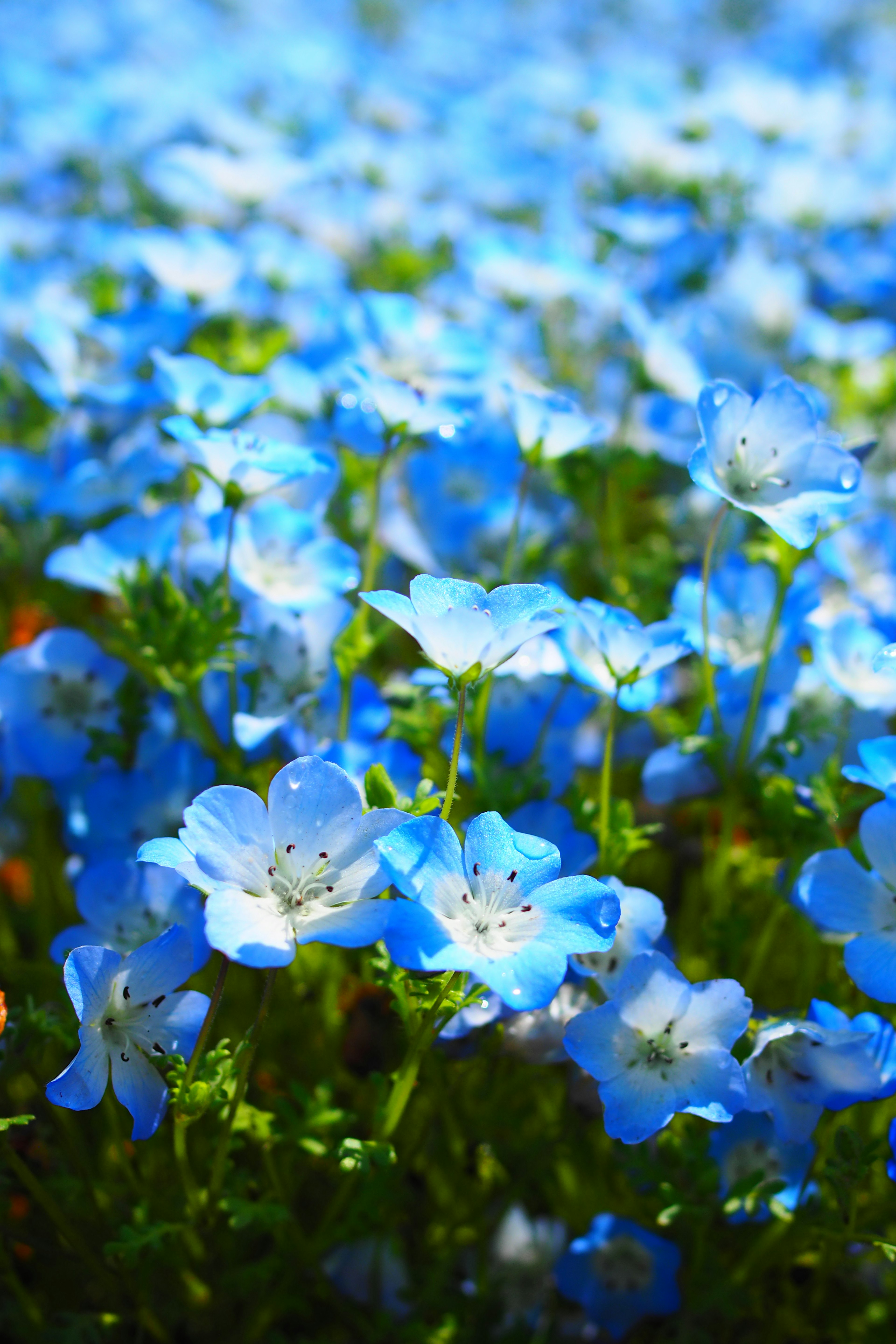 美しい青い花が咲く風景で、背景にはぼんやりとした青色の花々が広がっている