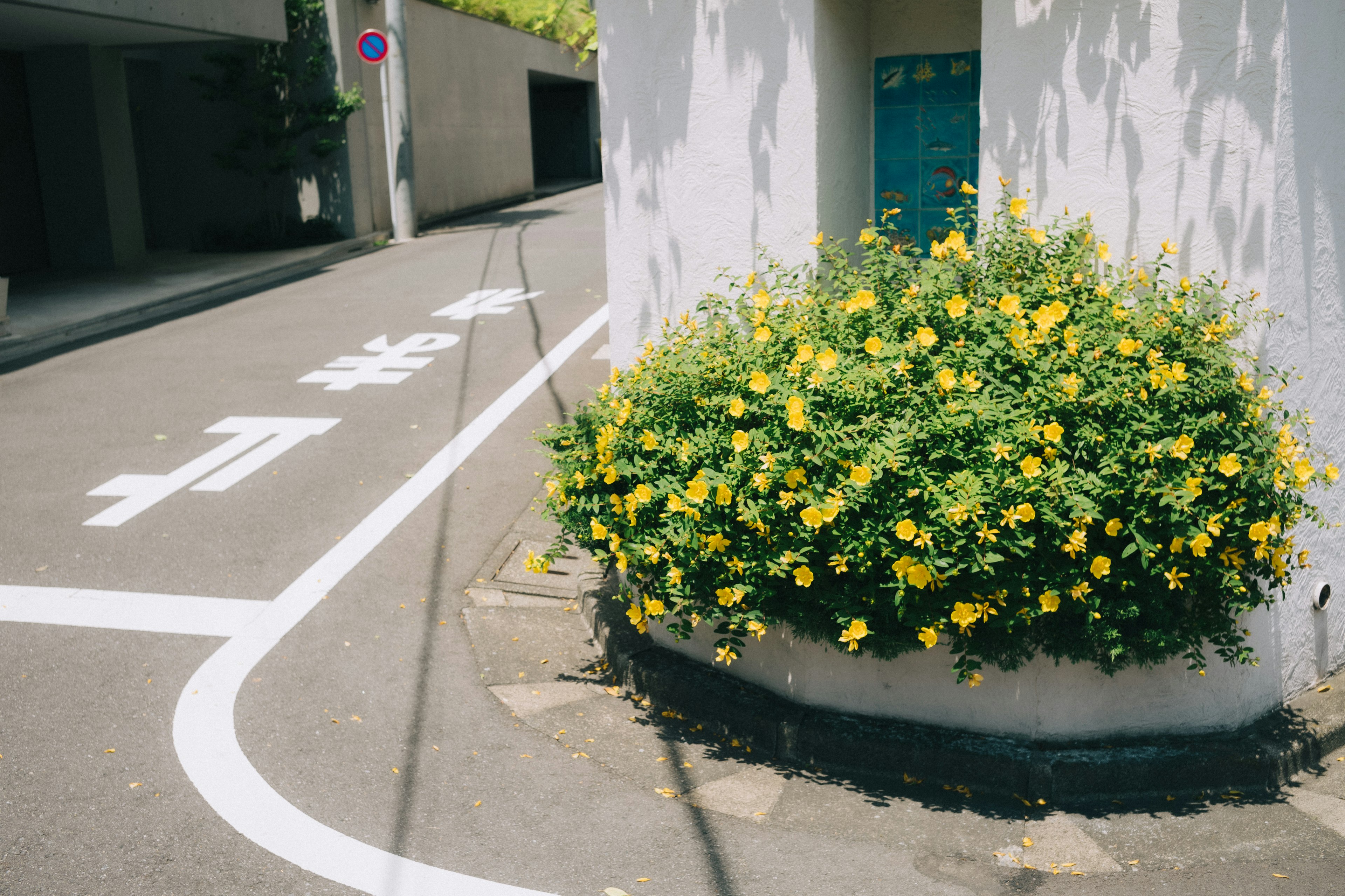 Una escena de esquina con un arbusto de flores amarillas cerca de una carretera sinuosa