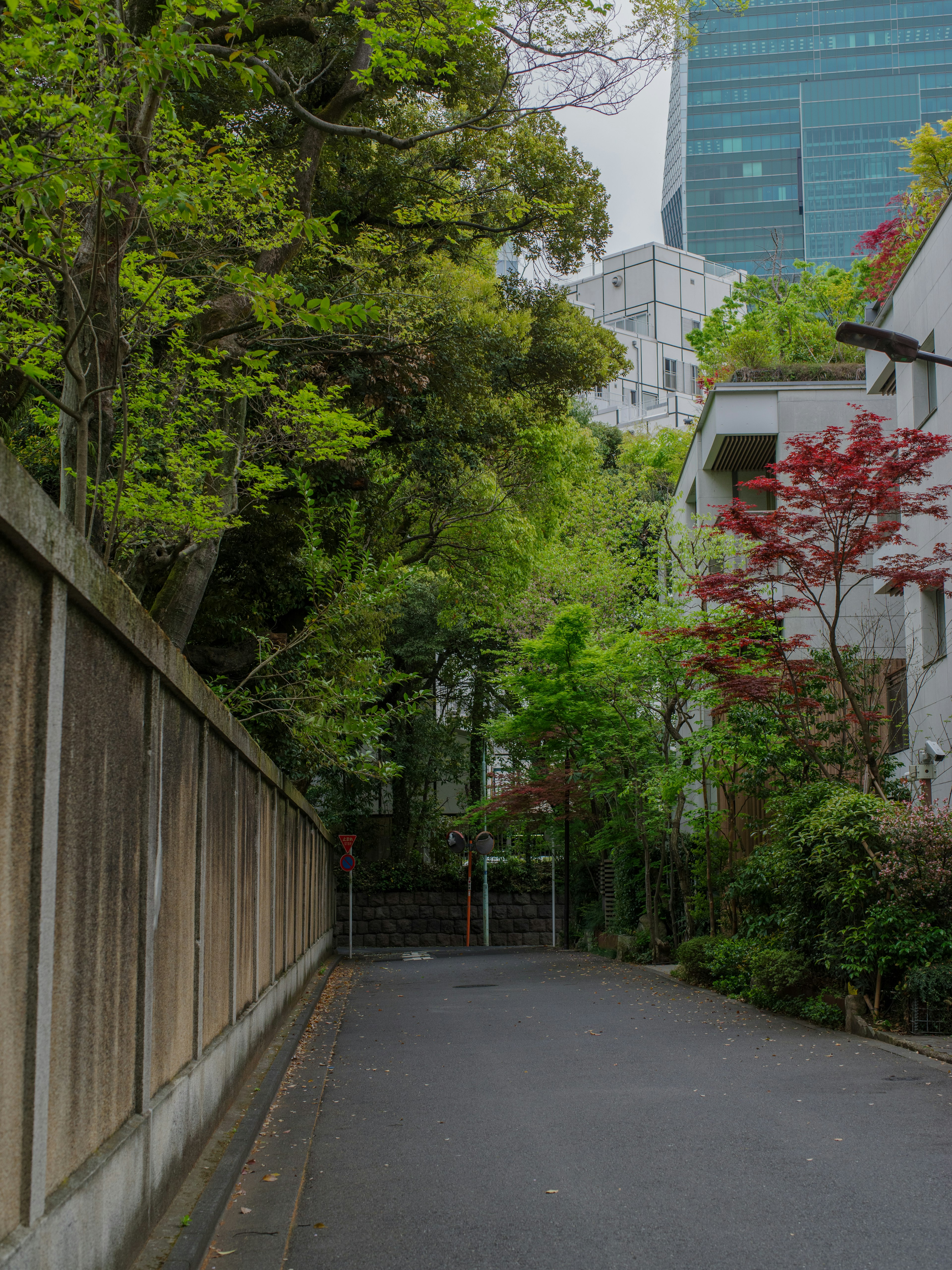 Lush green street with buildings in the background