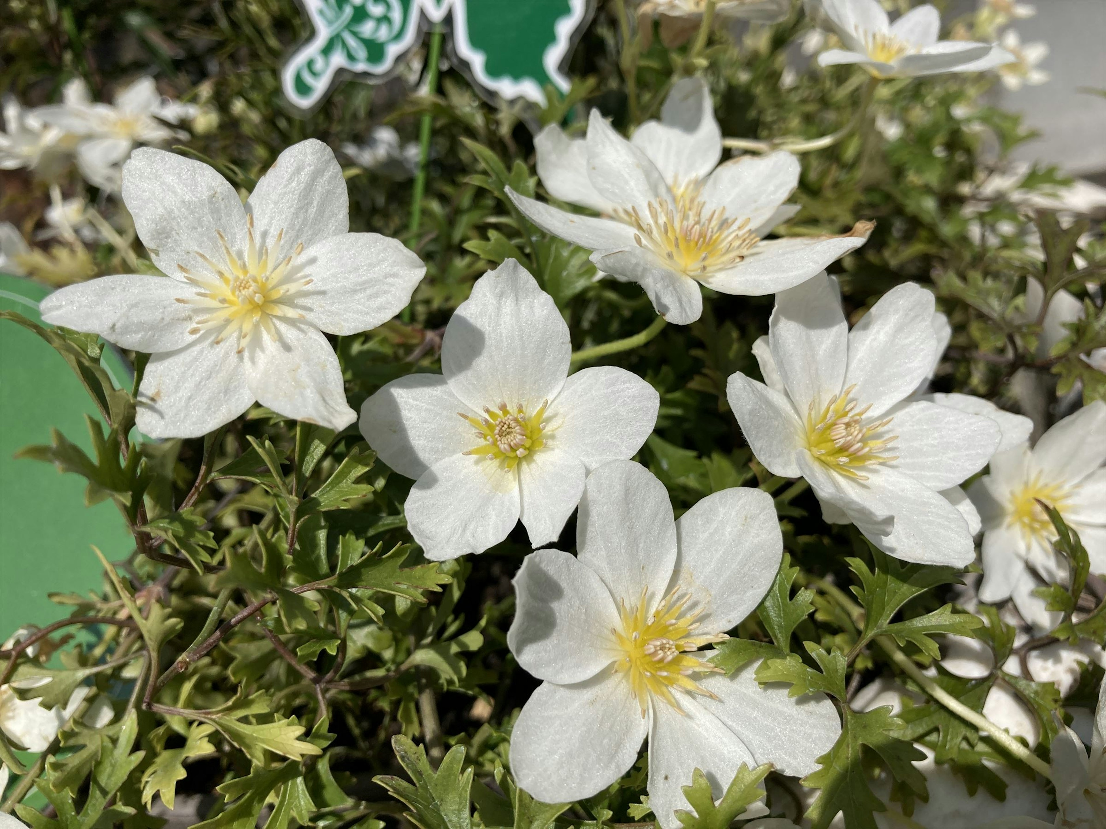 Close-up of a plant with white flowers and green leaves lush background