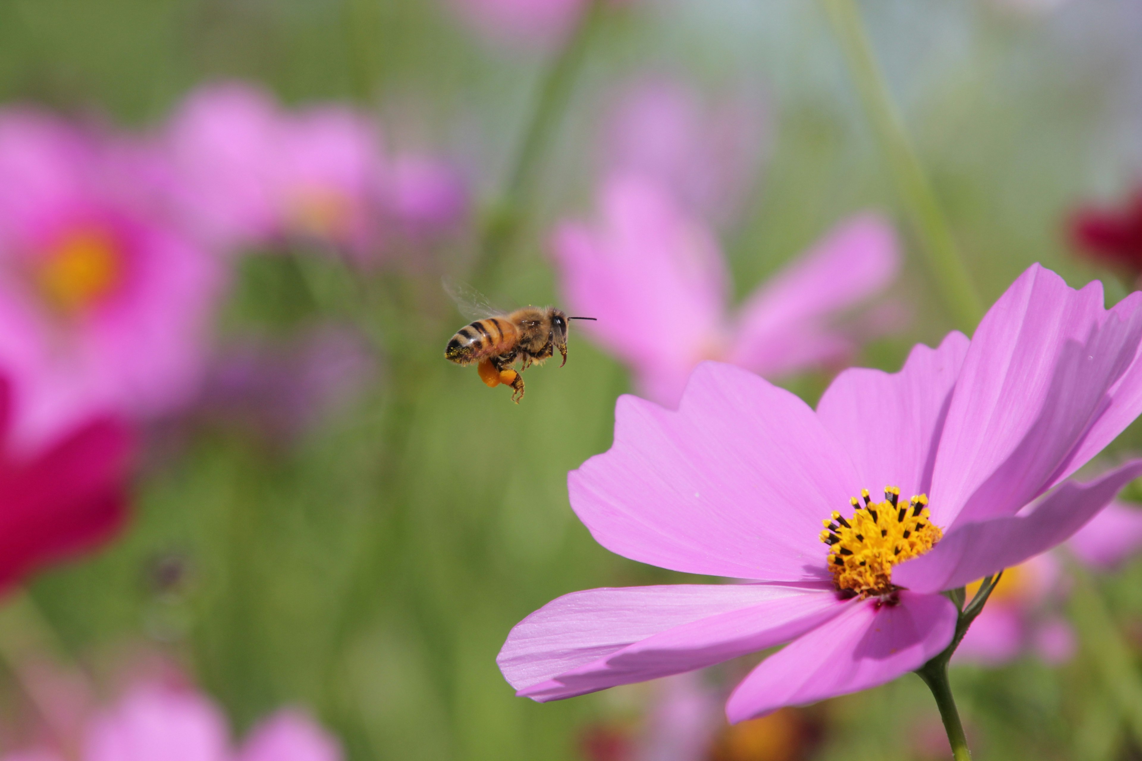 Una abeja volando entre flores rosas vibrantes