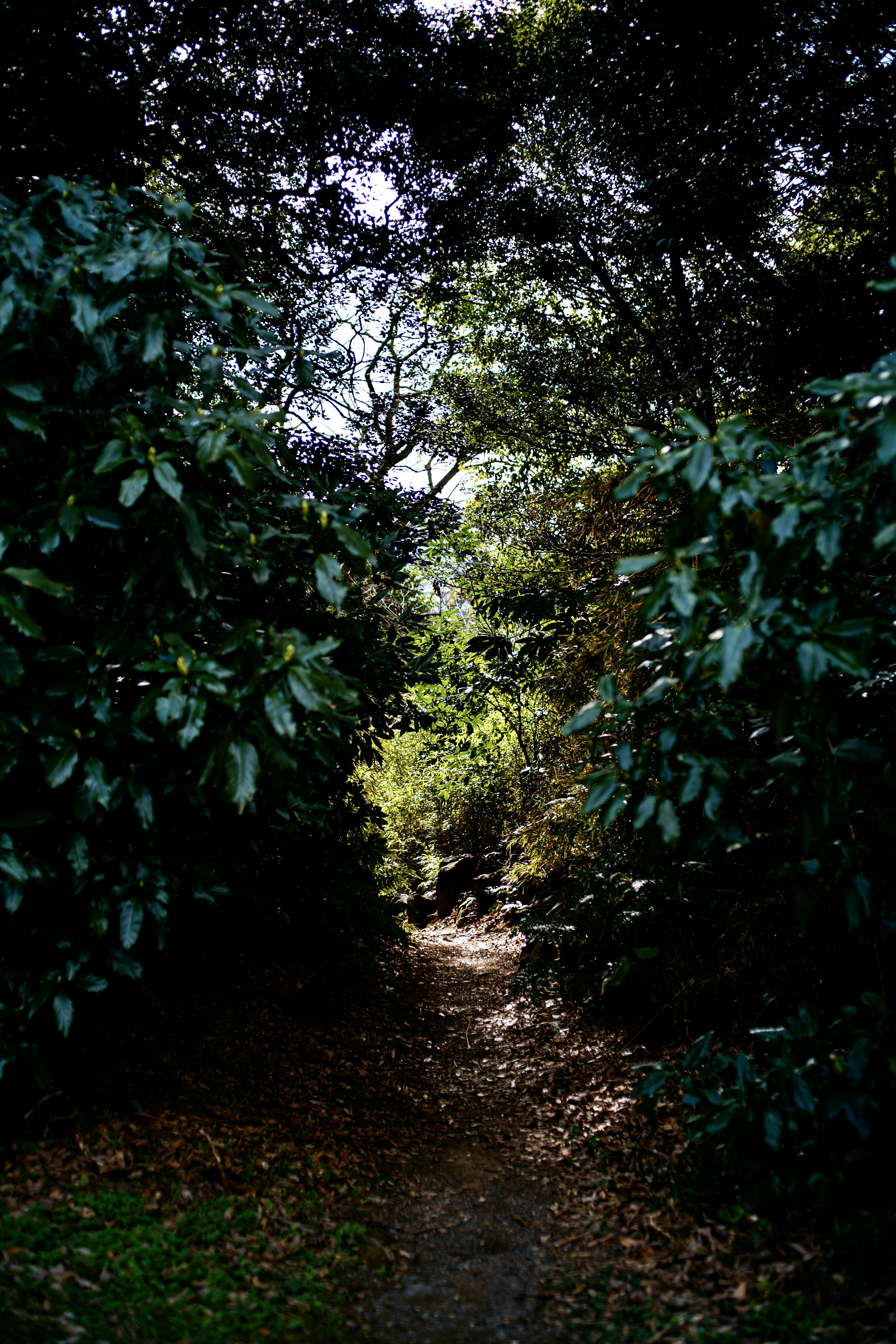 A path surrounded by greenery leading to bright light