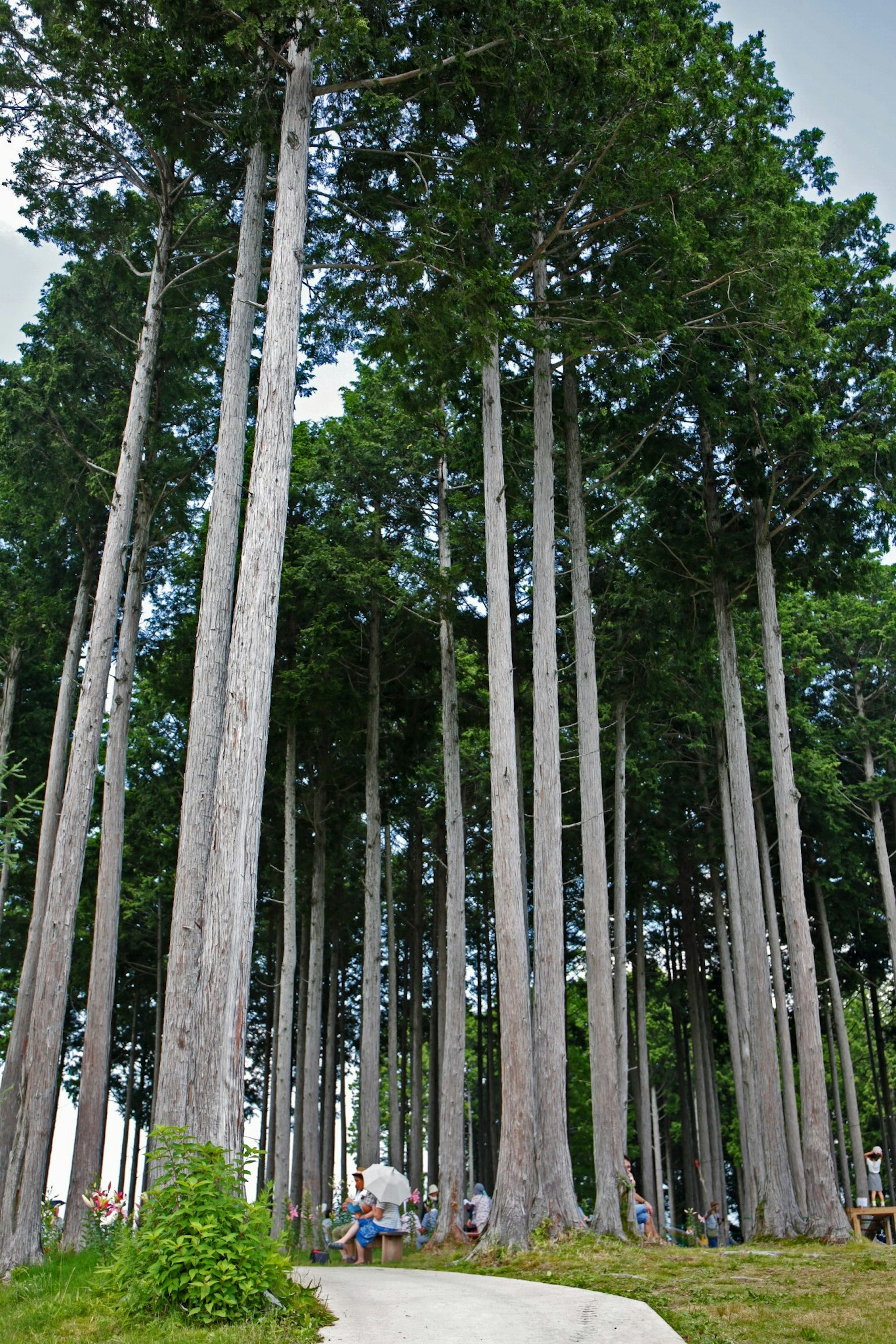 Pemandangan hutan dengan pohon-pohon tinggi dan dedaunan hijau