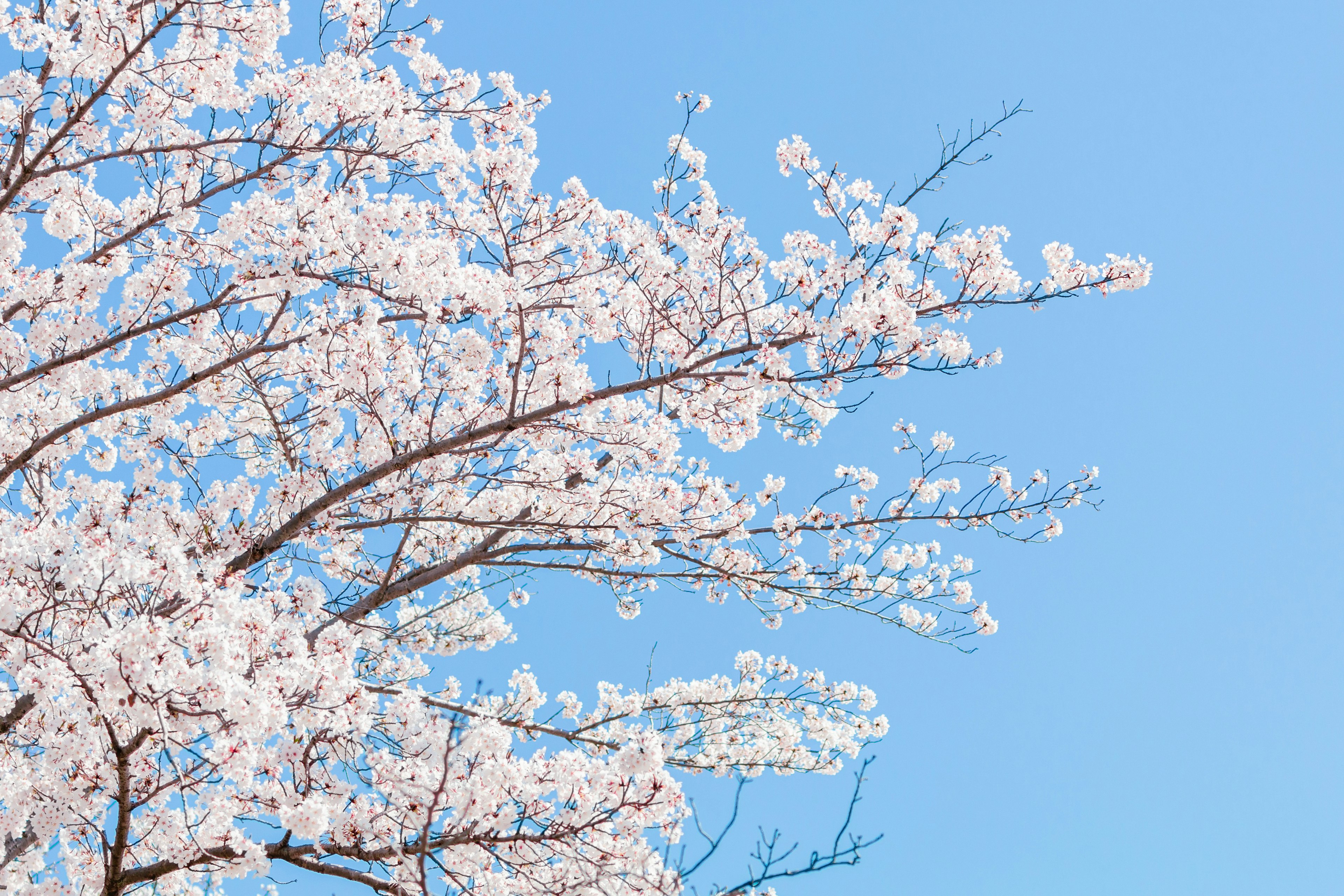 青空に咲く桜の花と枝