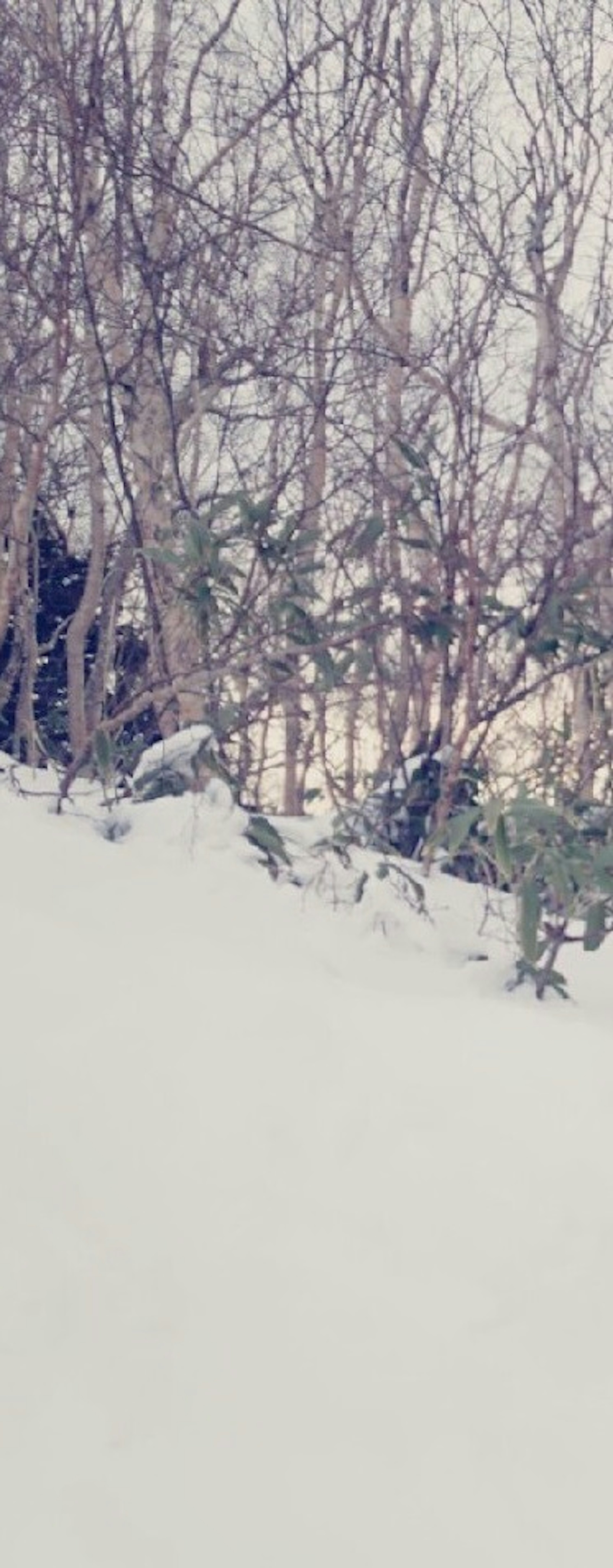 Ruhige Winterszene mit schneebedecktem Boden und kahlen Bäumen